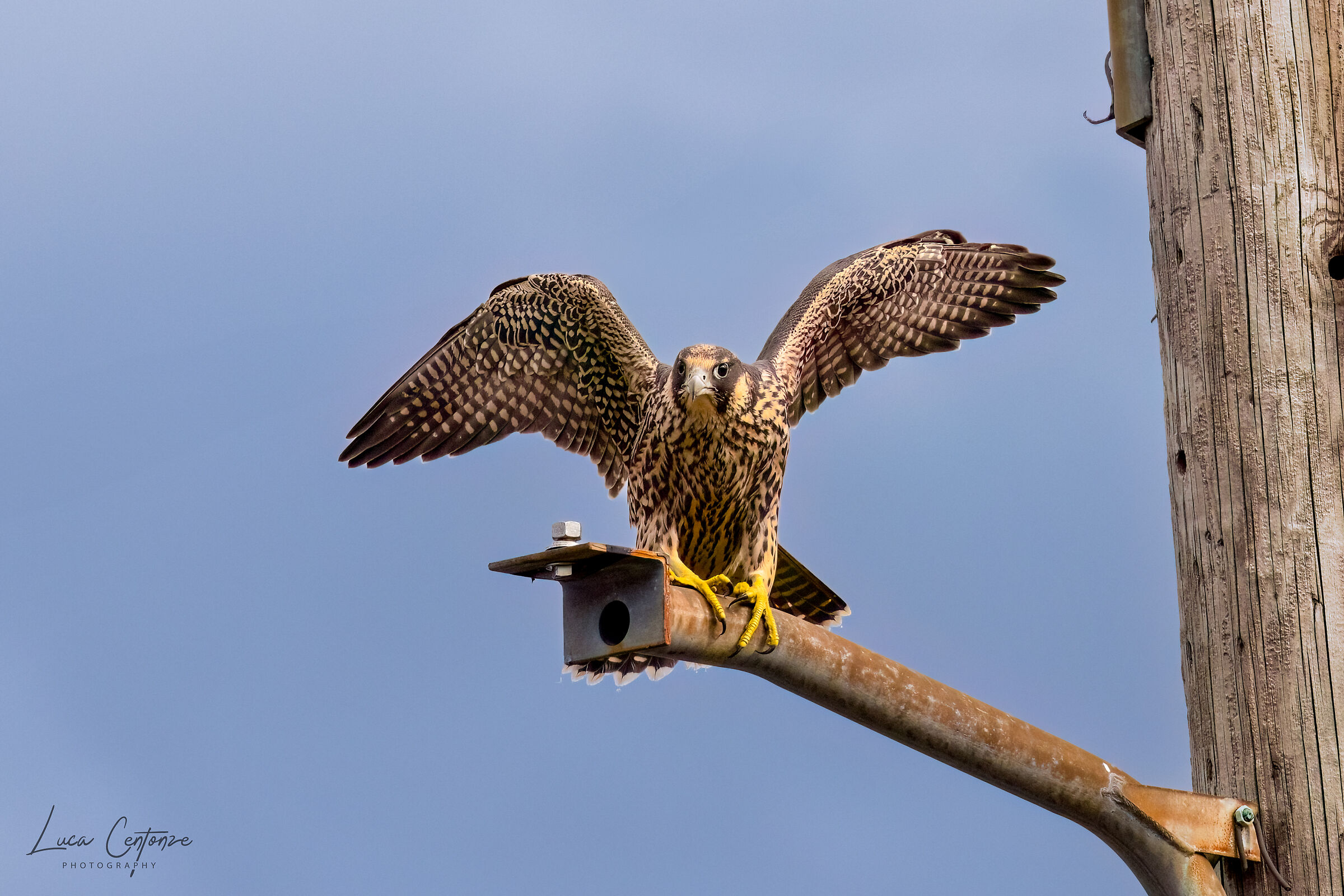 Giovane Falco Pellegrino in attesa del cibo