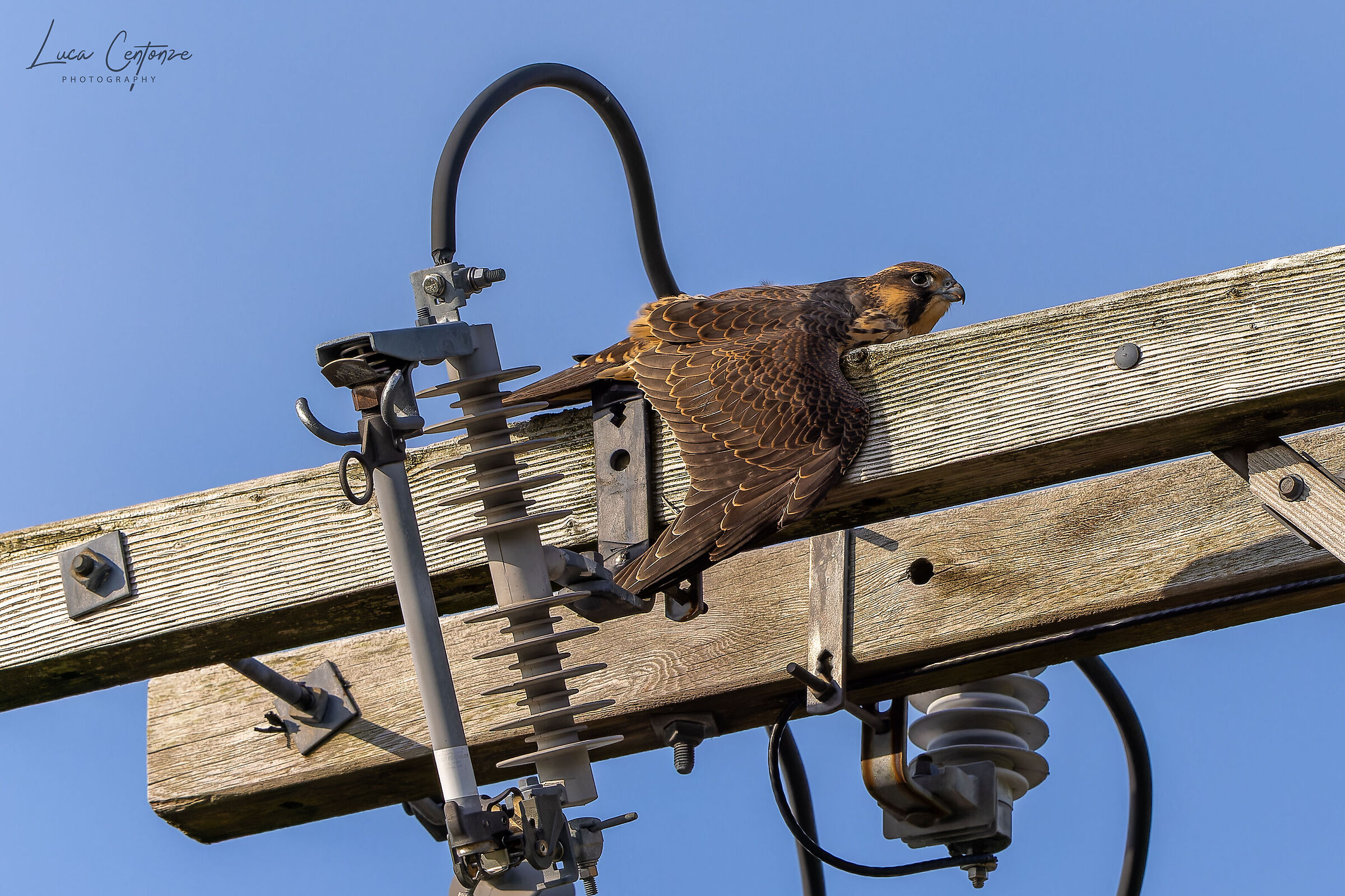 Che fatica chiedere cibo tutto il giorno ....