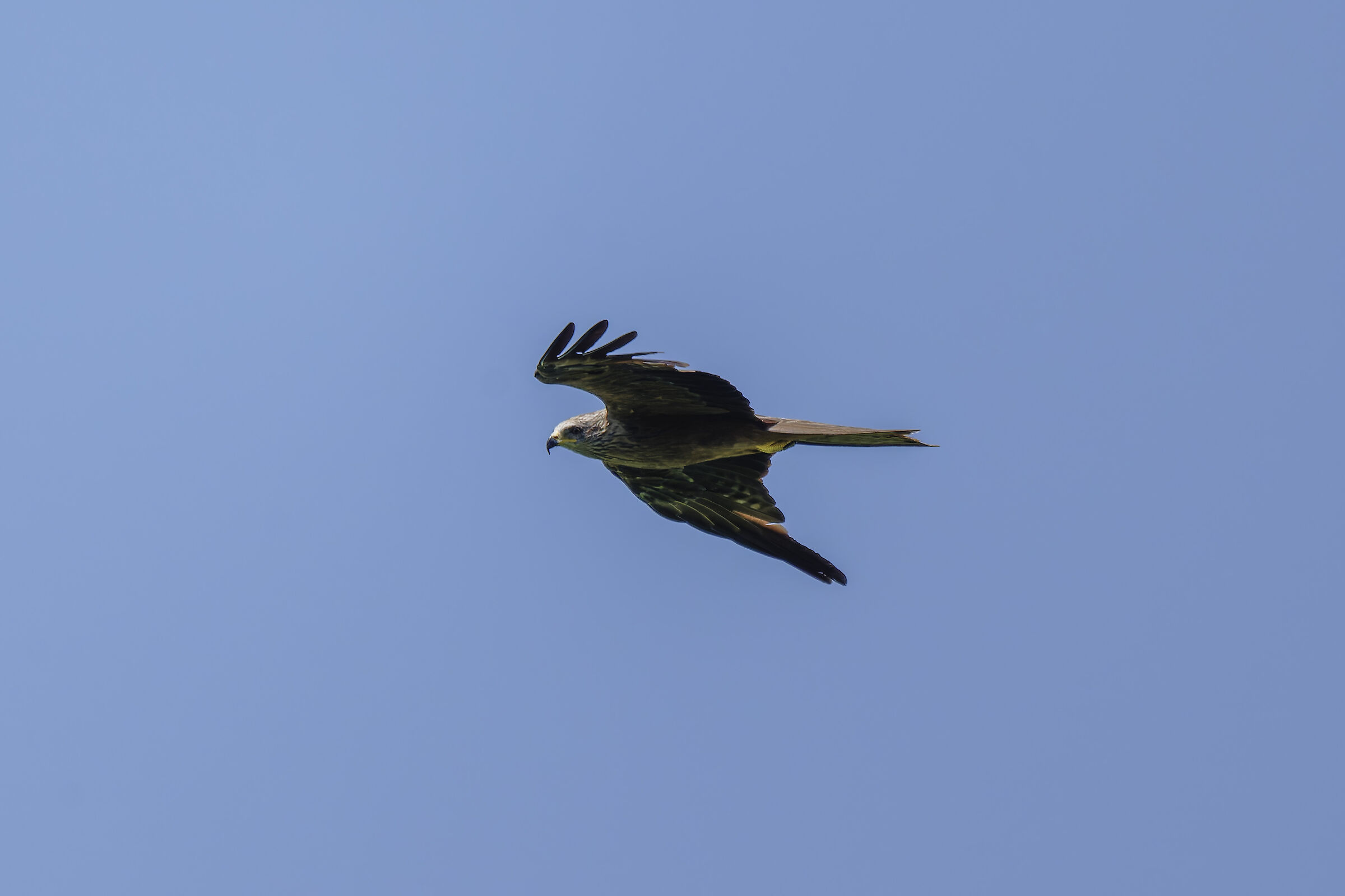 Black kite