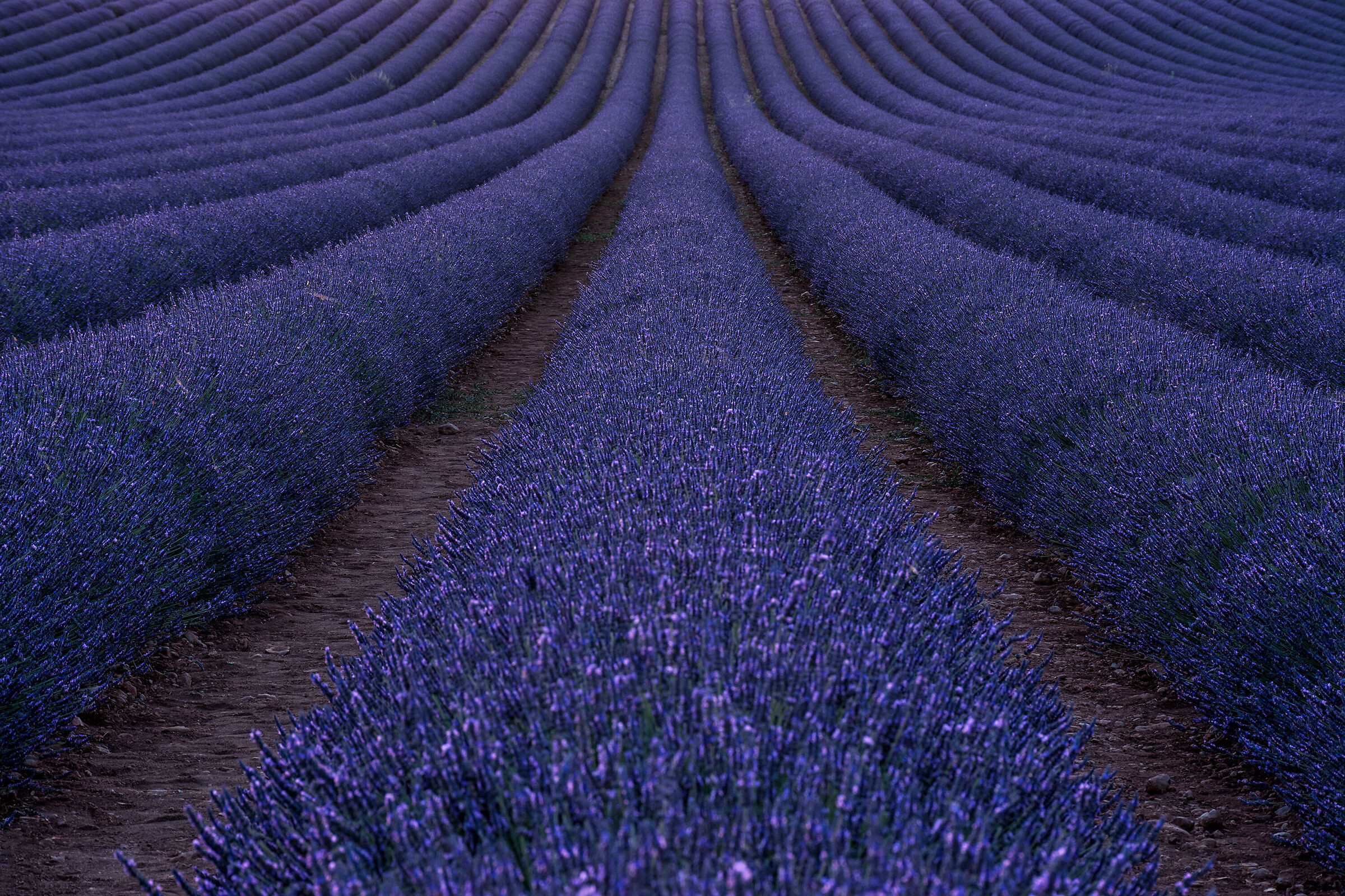 The ascent of lavender