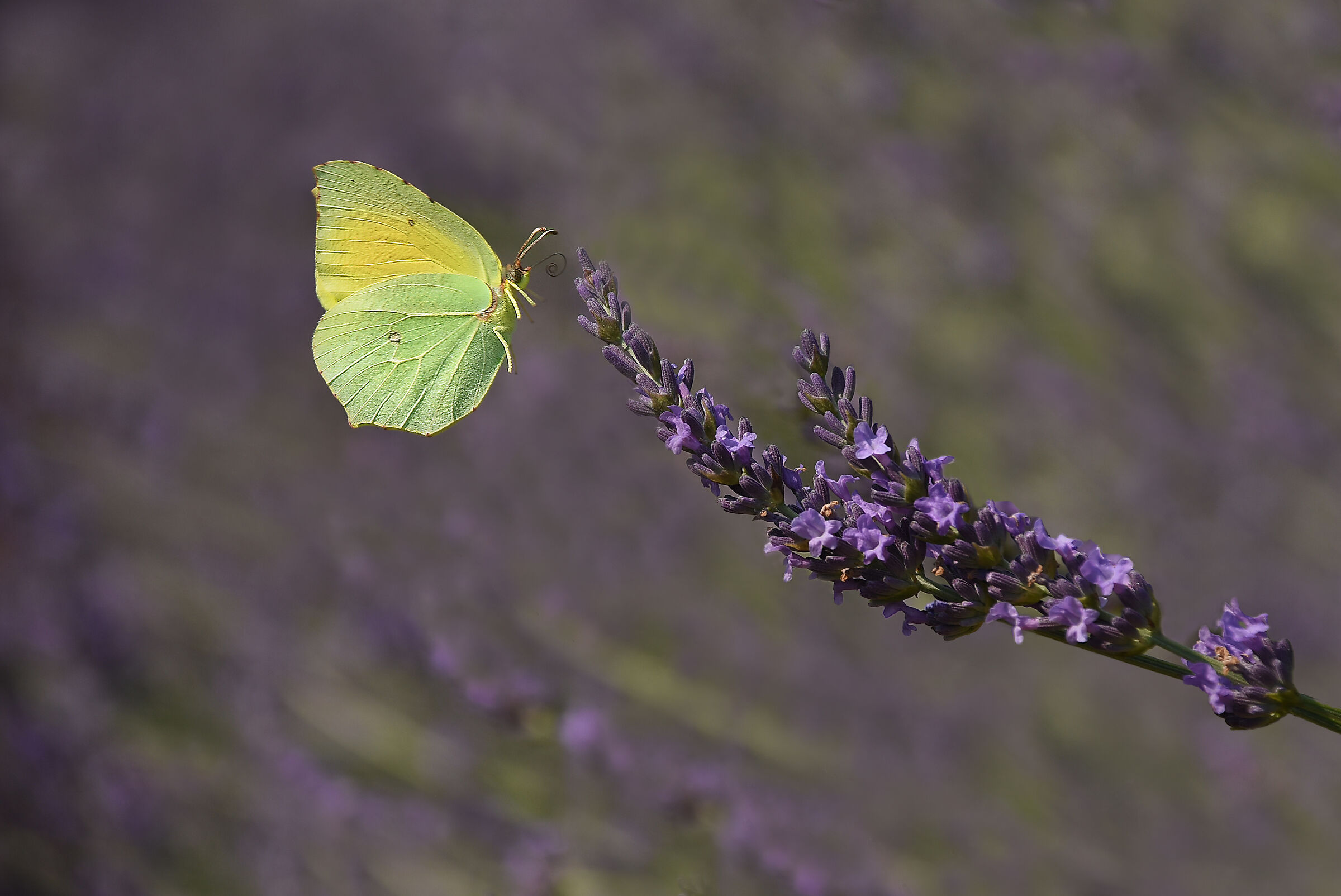 Butterfly in flight