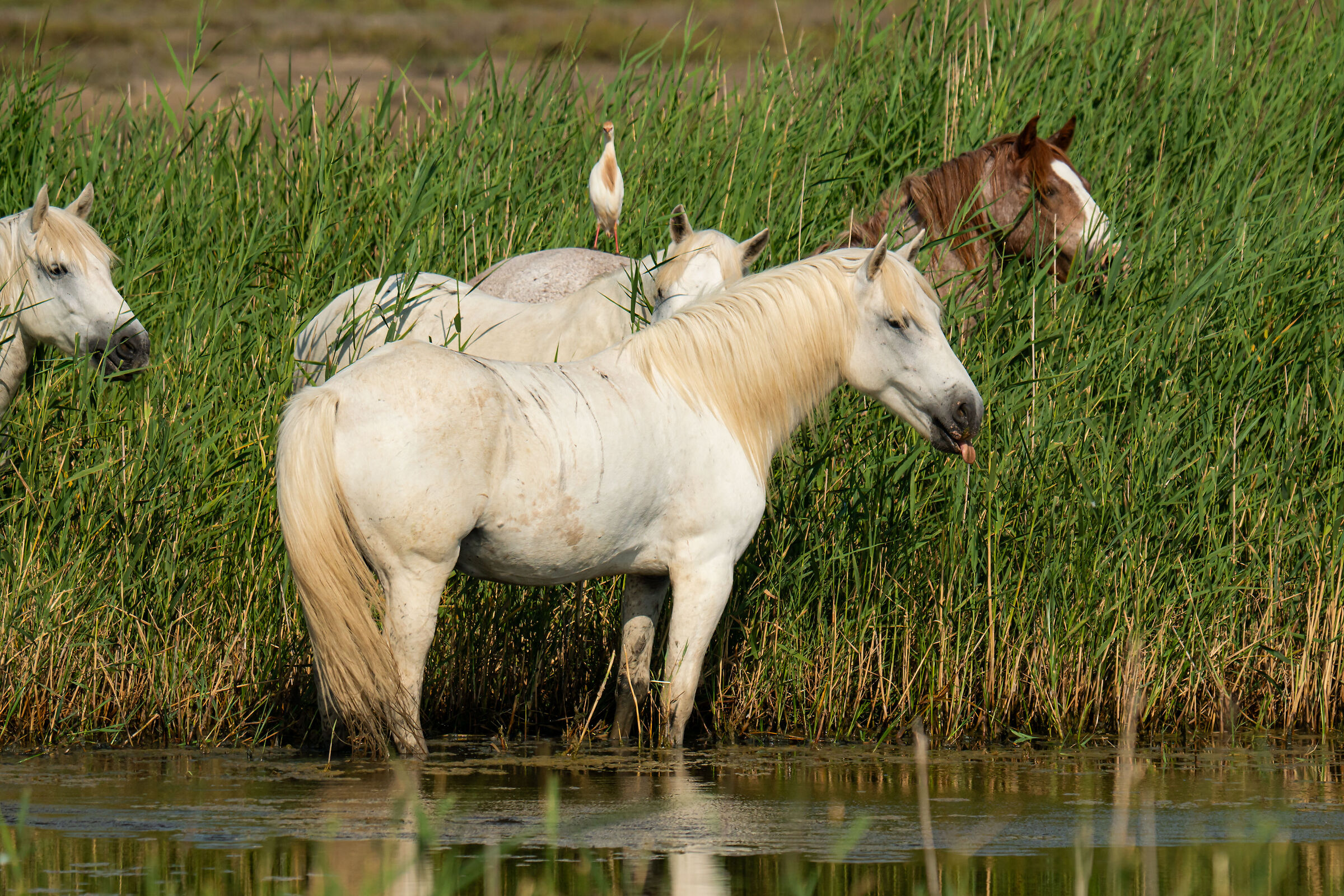 Cavallo "maleducato"... Camargue 2024