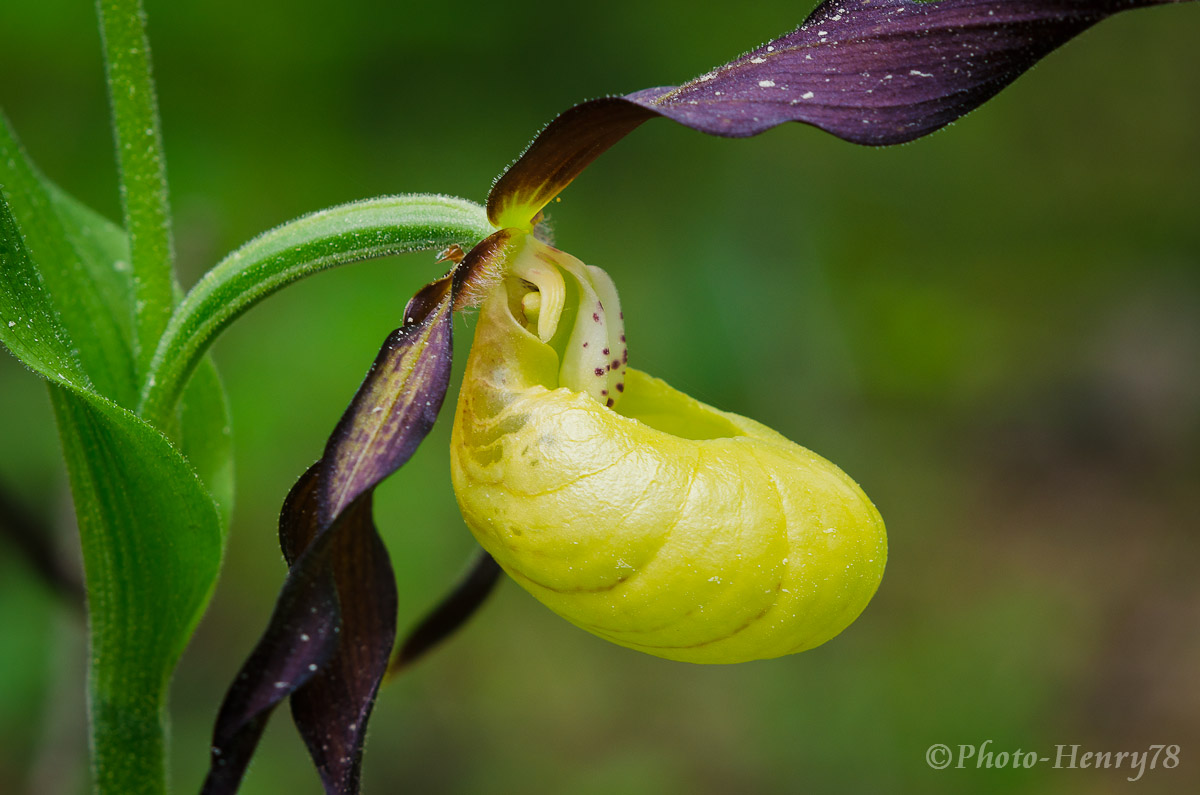 Cypripedium calceolus