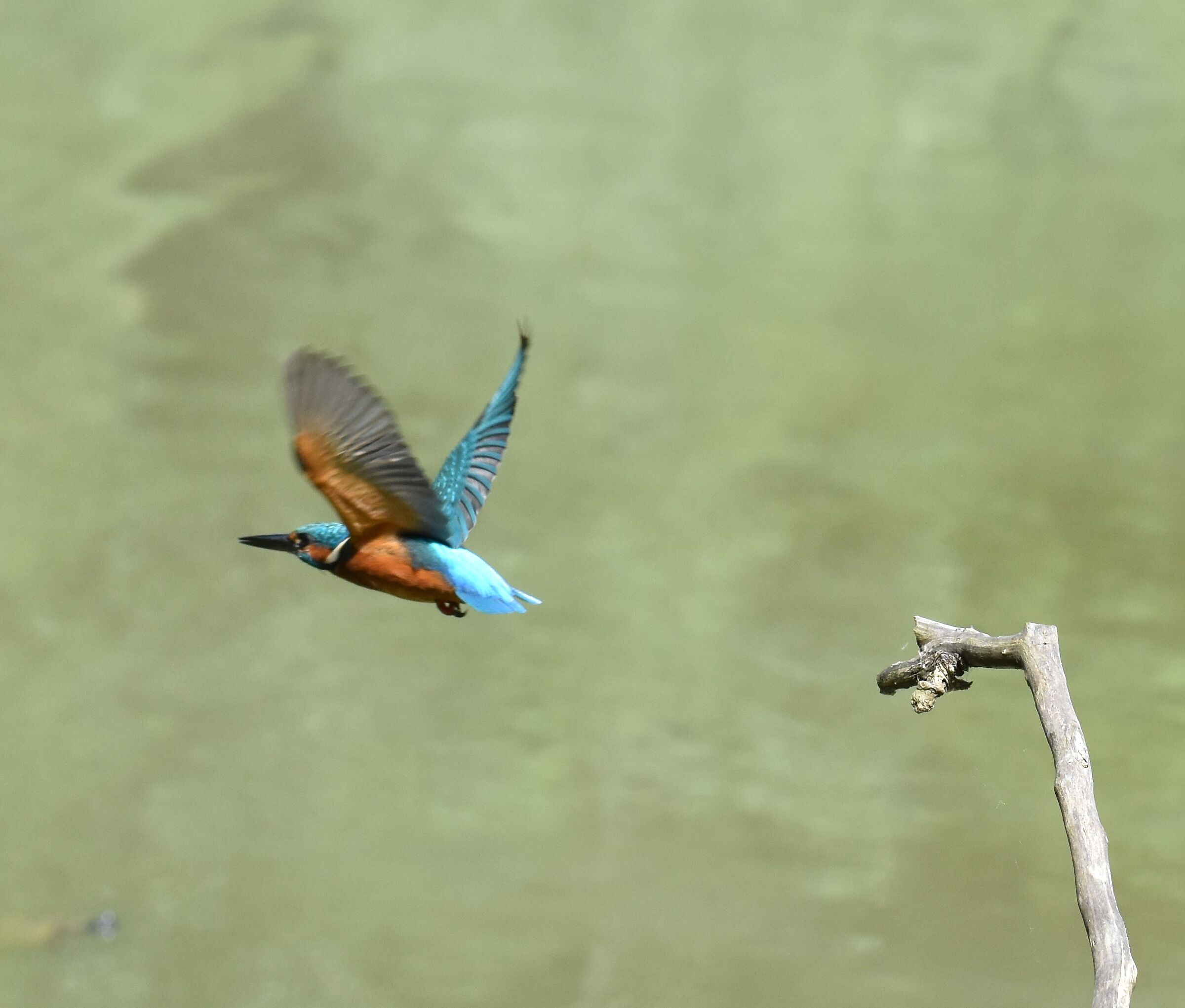 Kingfisher