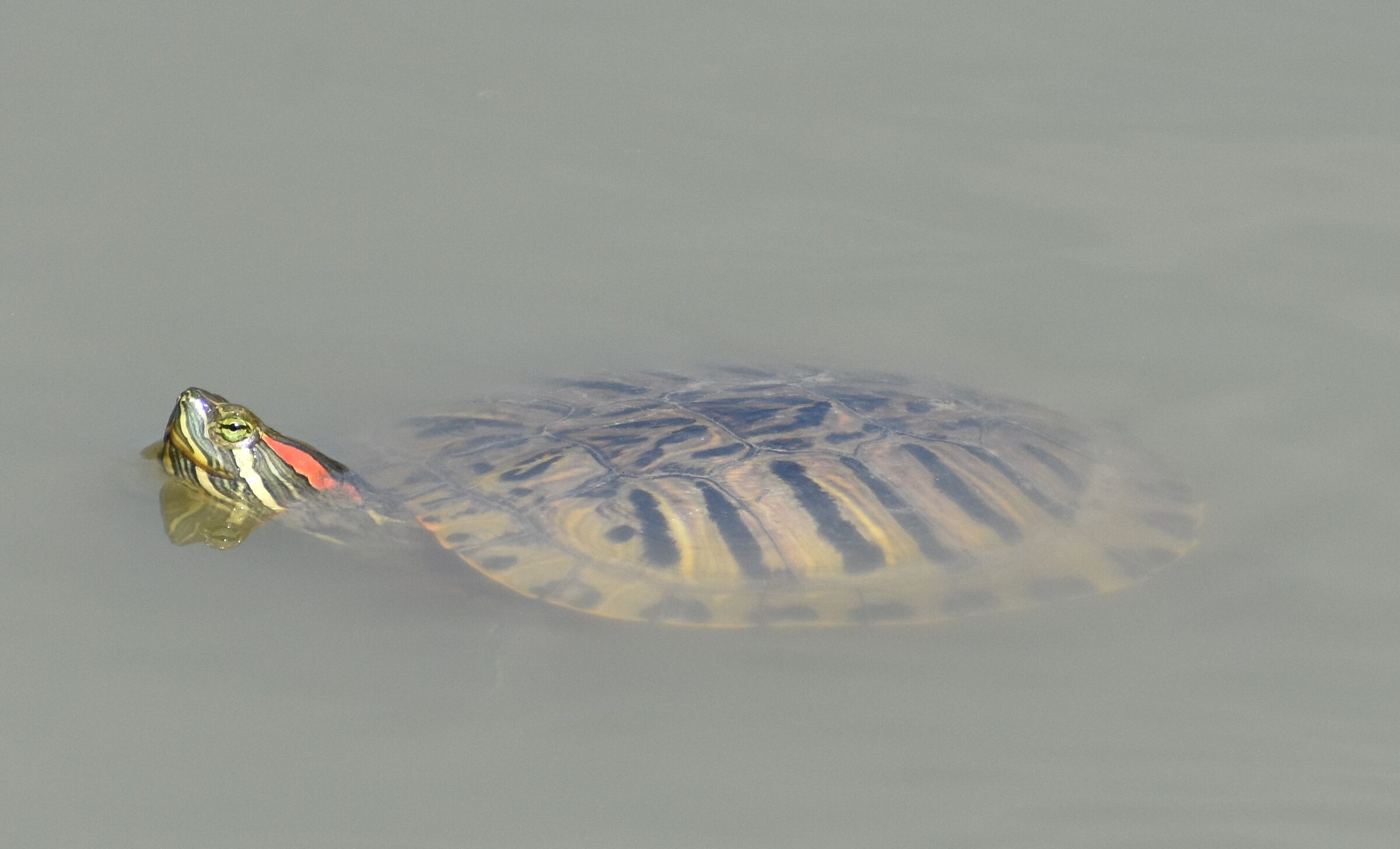 Turtle