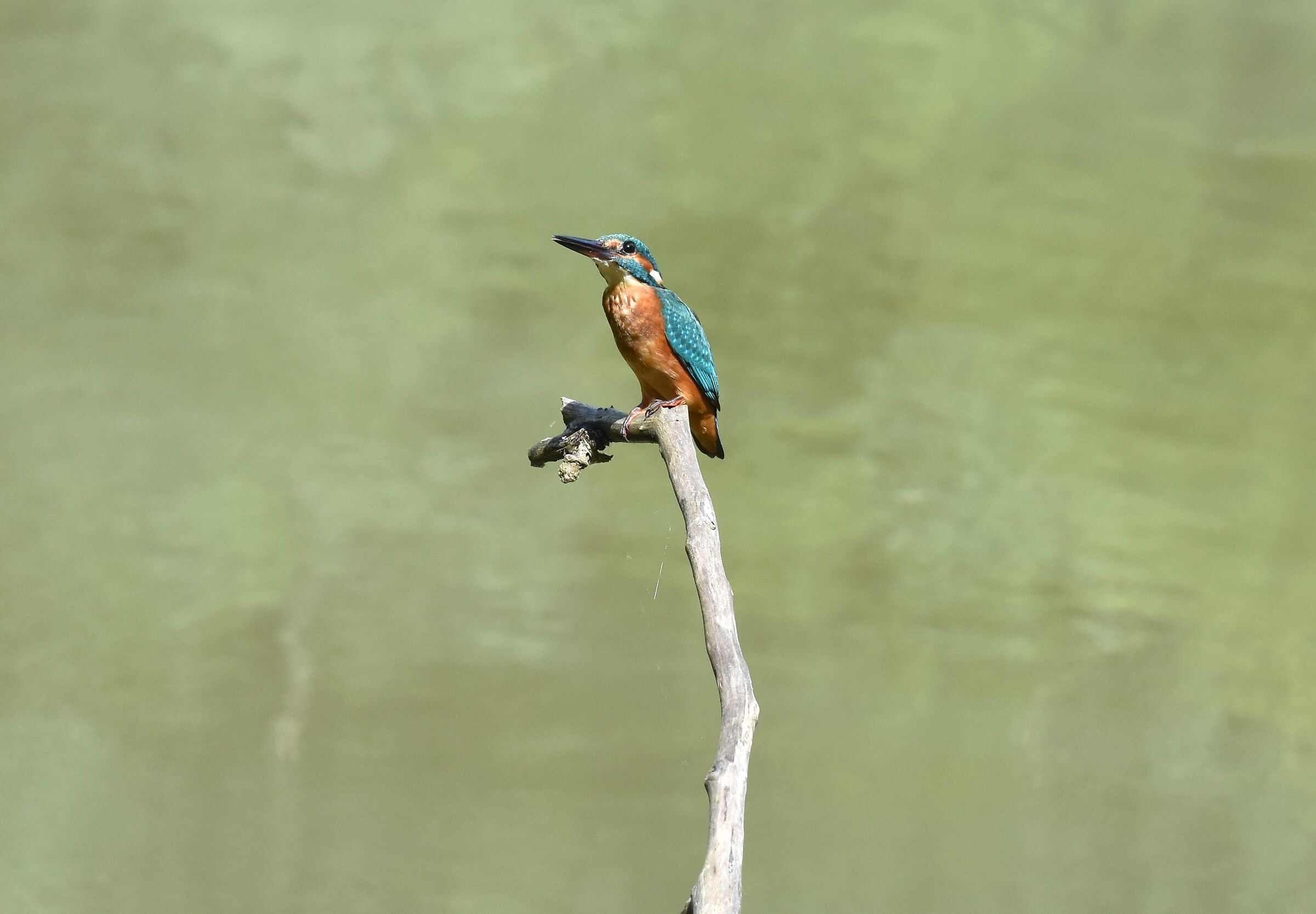 Kingfisher