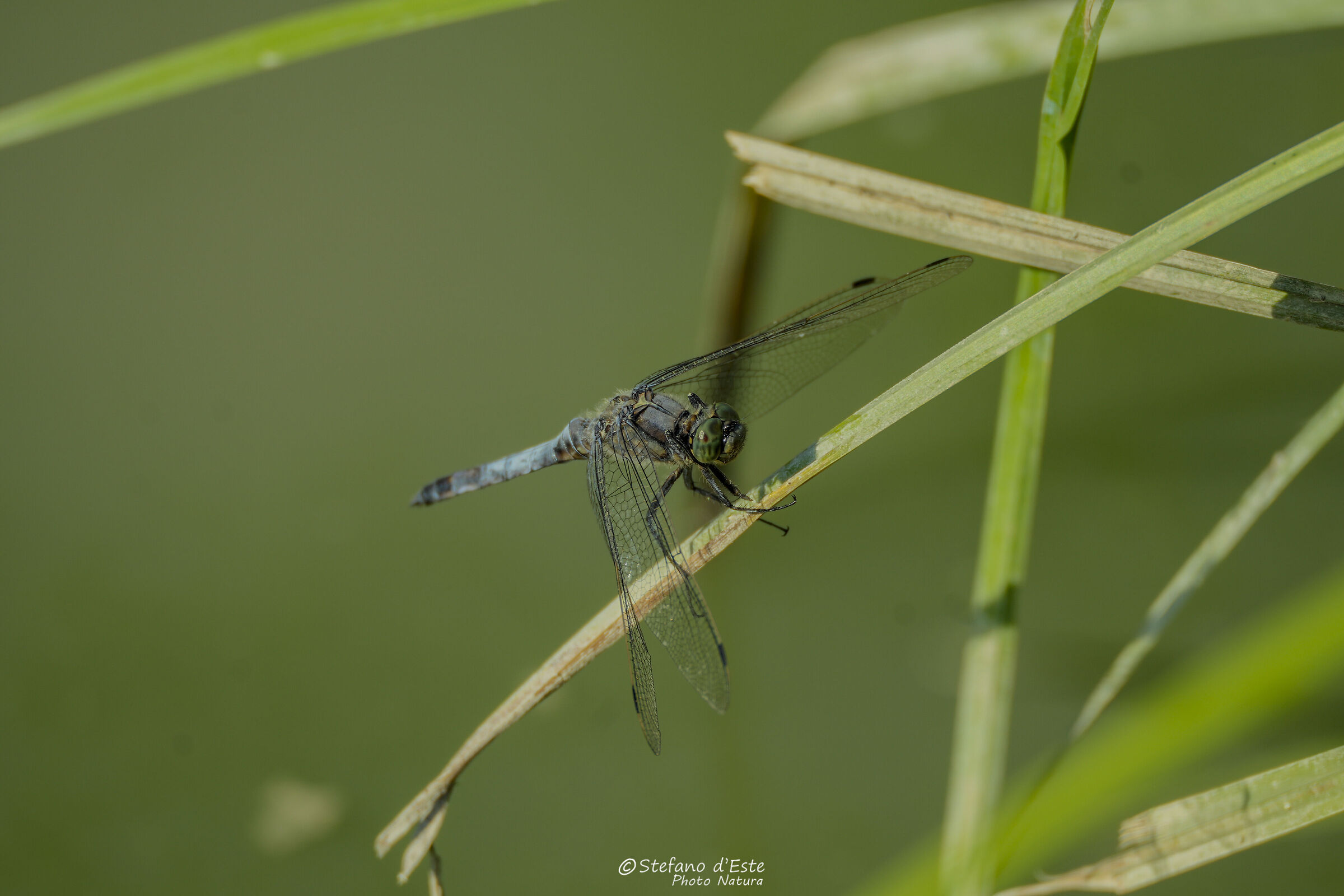 Frecciazzurra puntanera
