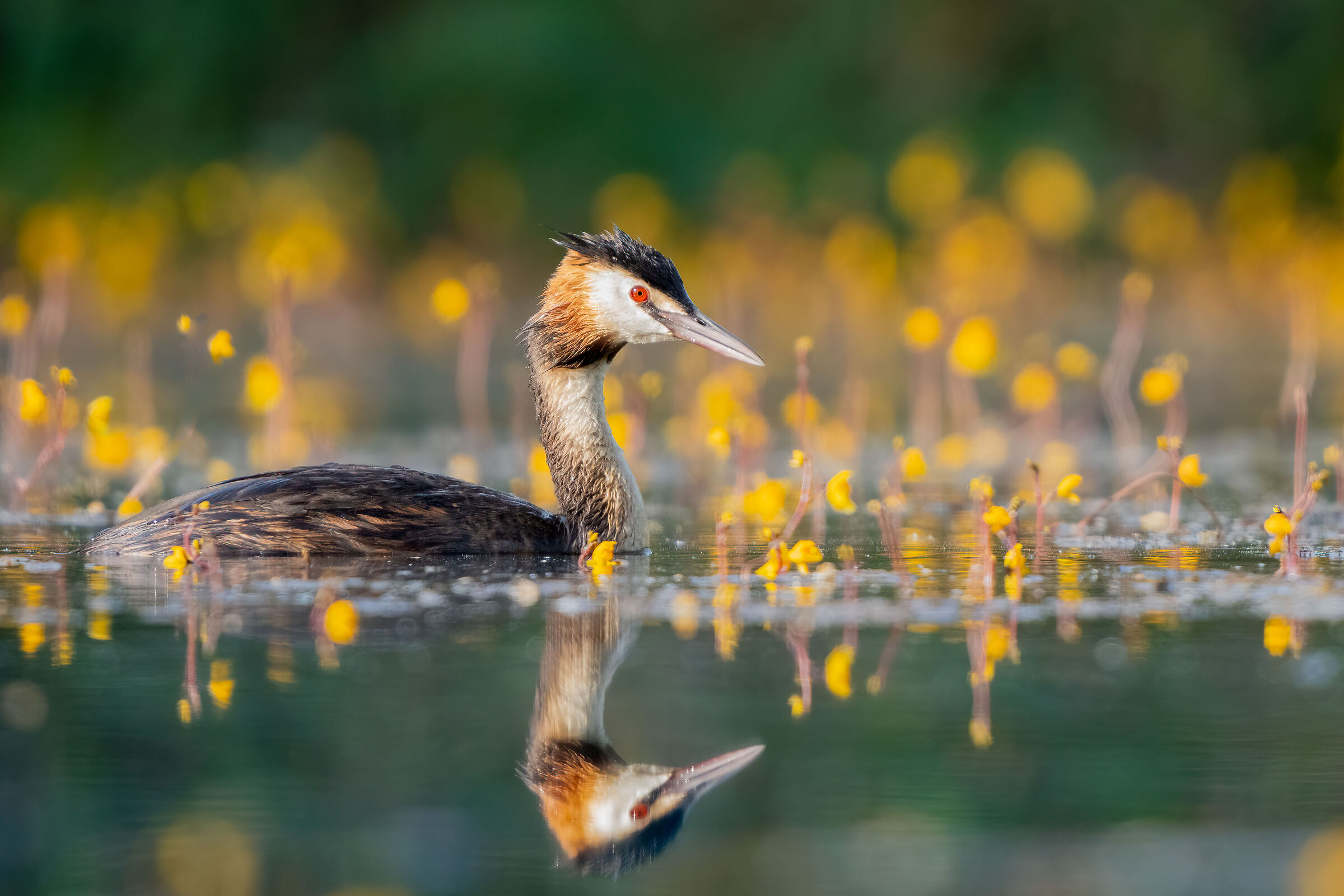 Svasso maggiore (Podiceps cristatus)