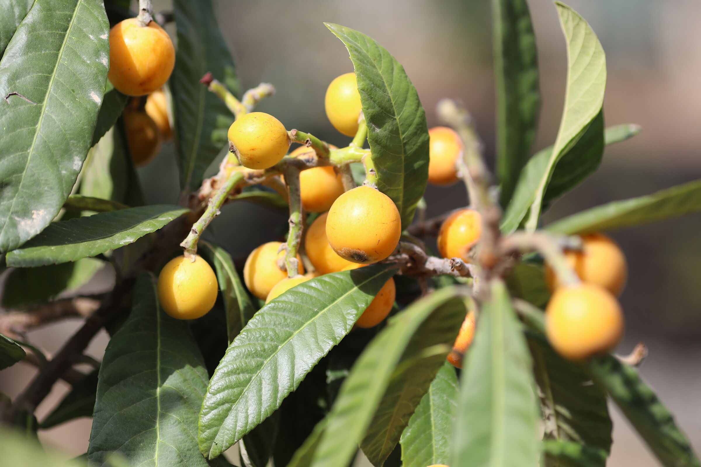 " Crop 189 " Canon 5 D IV, 135 F. 2 L USM + TC 1.4 III