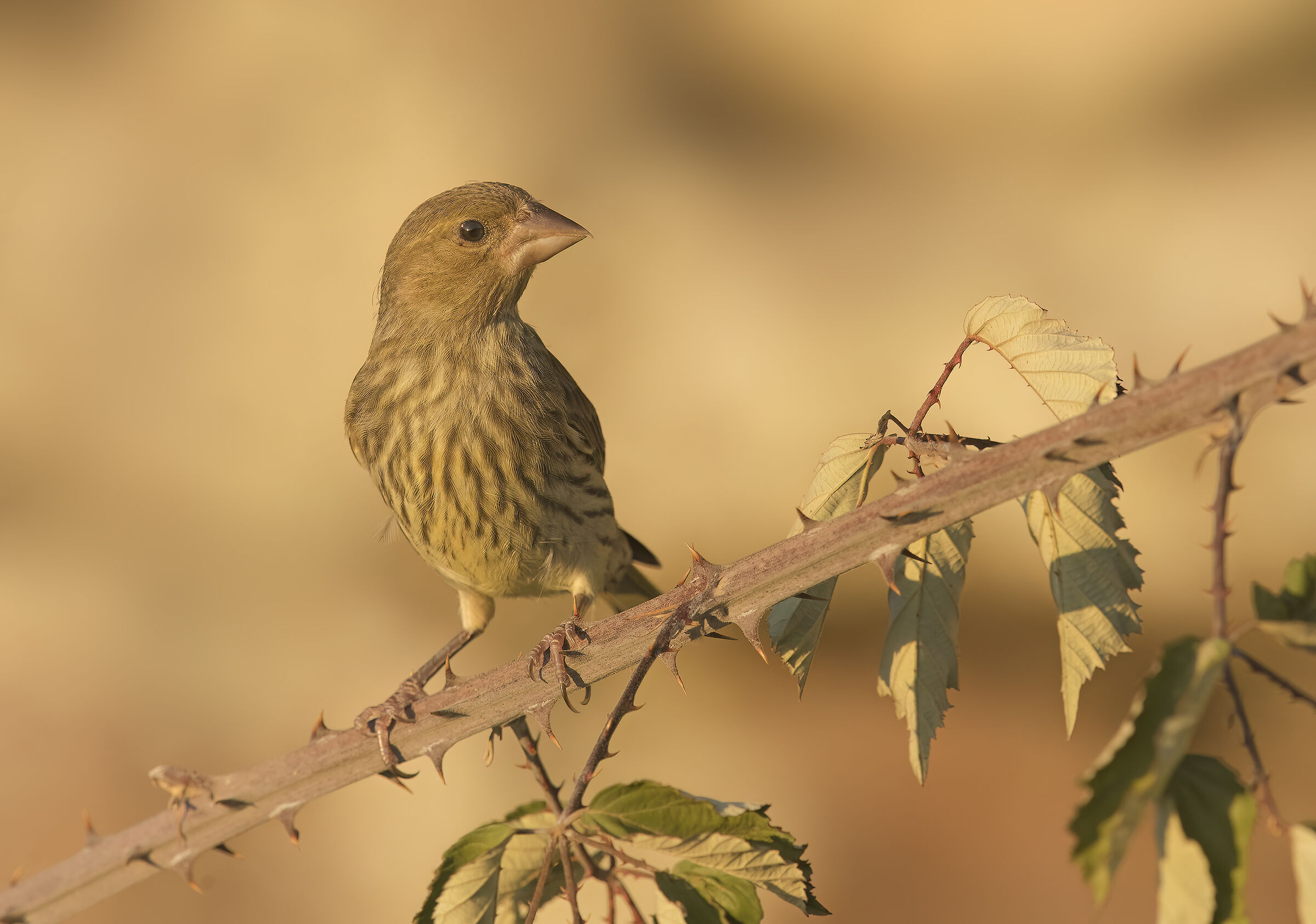 pilloneddusu al tramonto