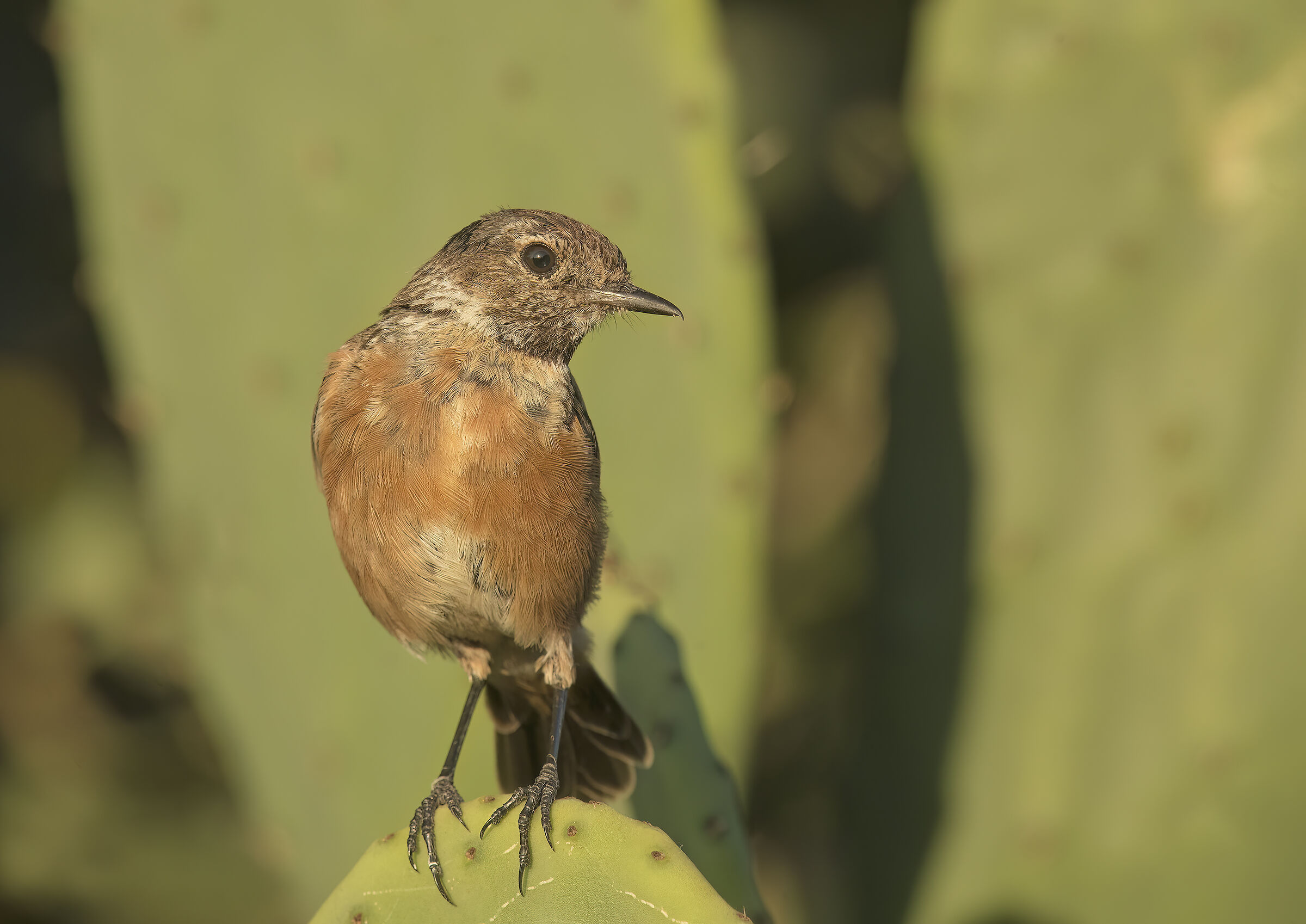 pilloneddusu al tramonto