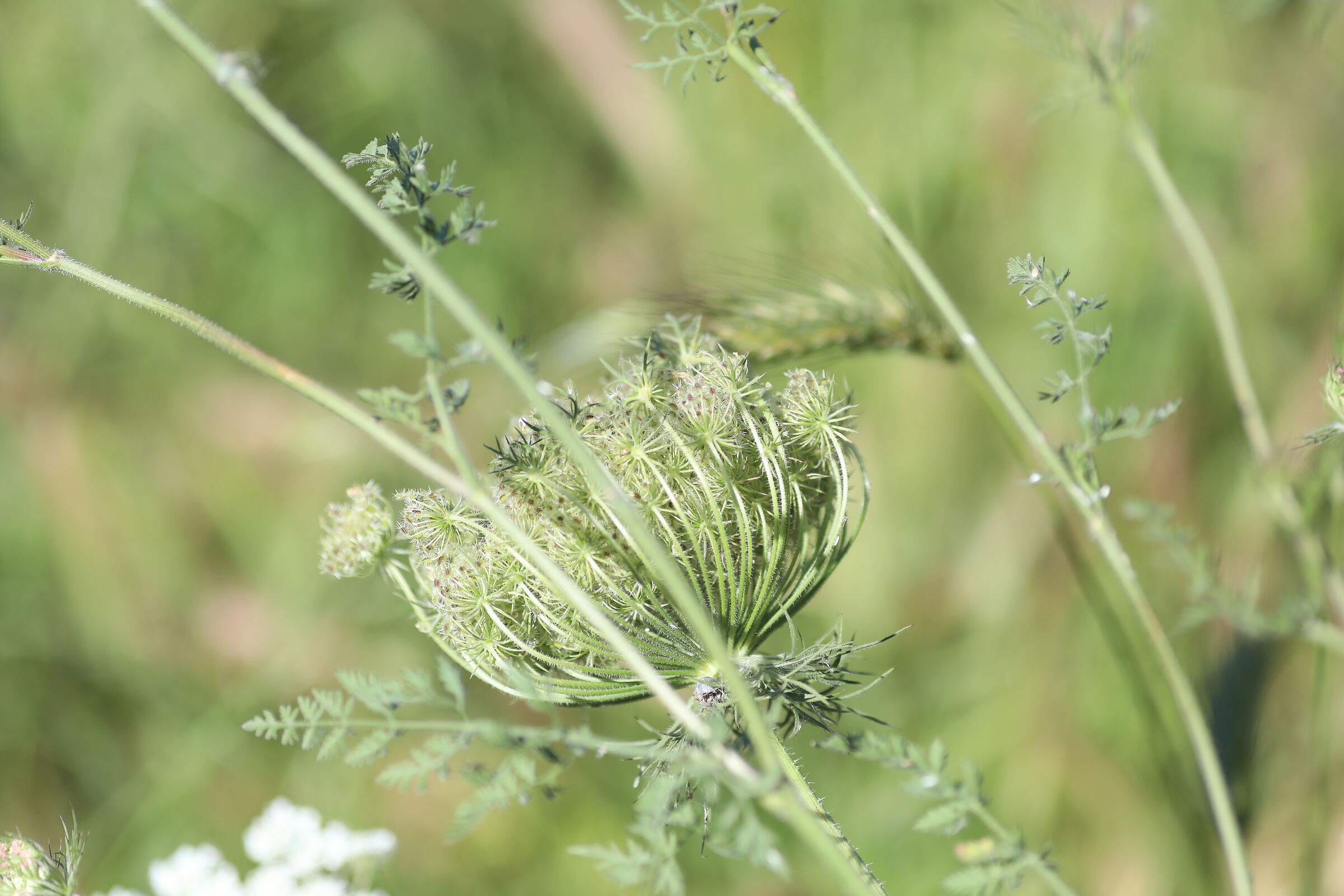 " Crop 189 " Canon 135 F. 2 L USM + TC 1.4 III