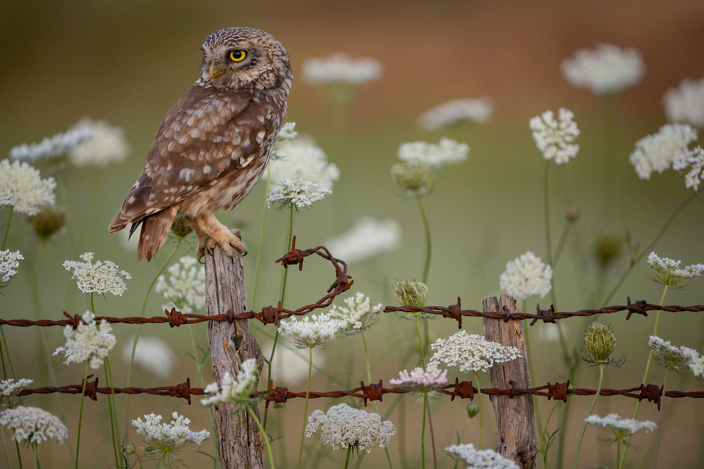 owl