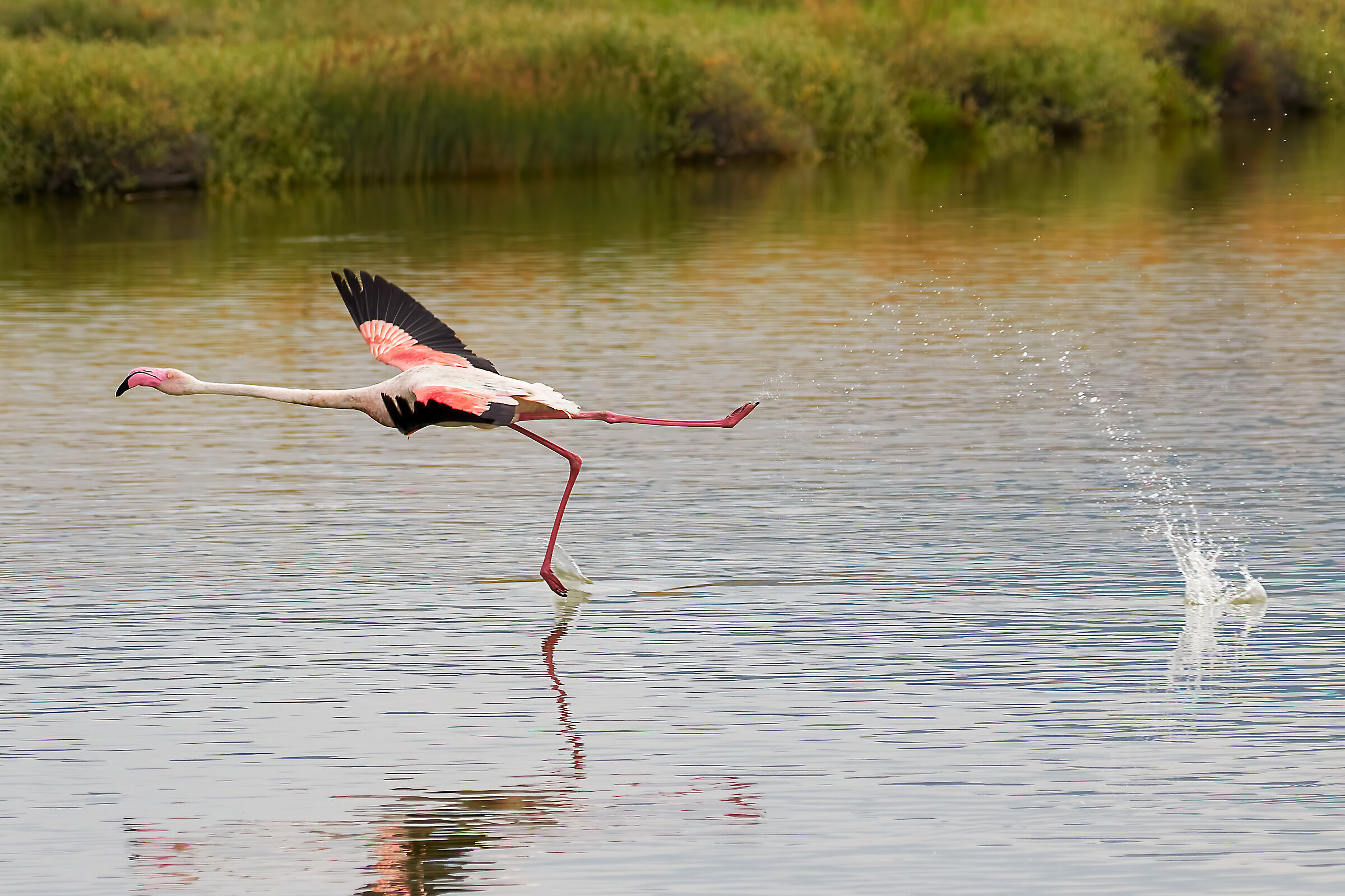 The detachment of the flamingo