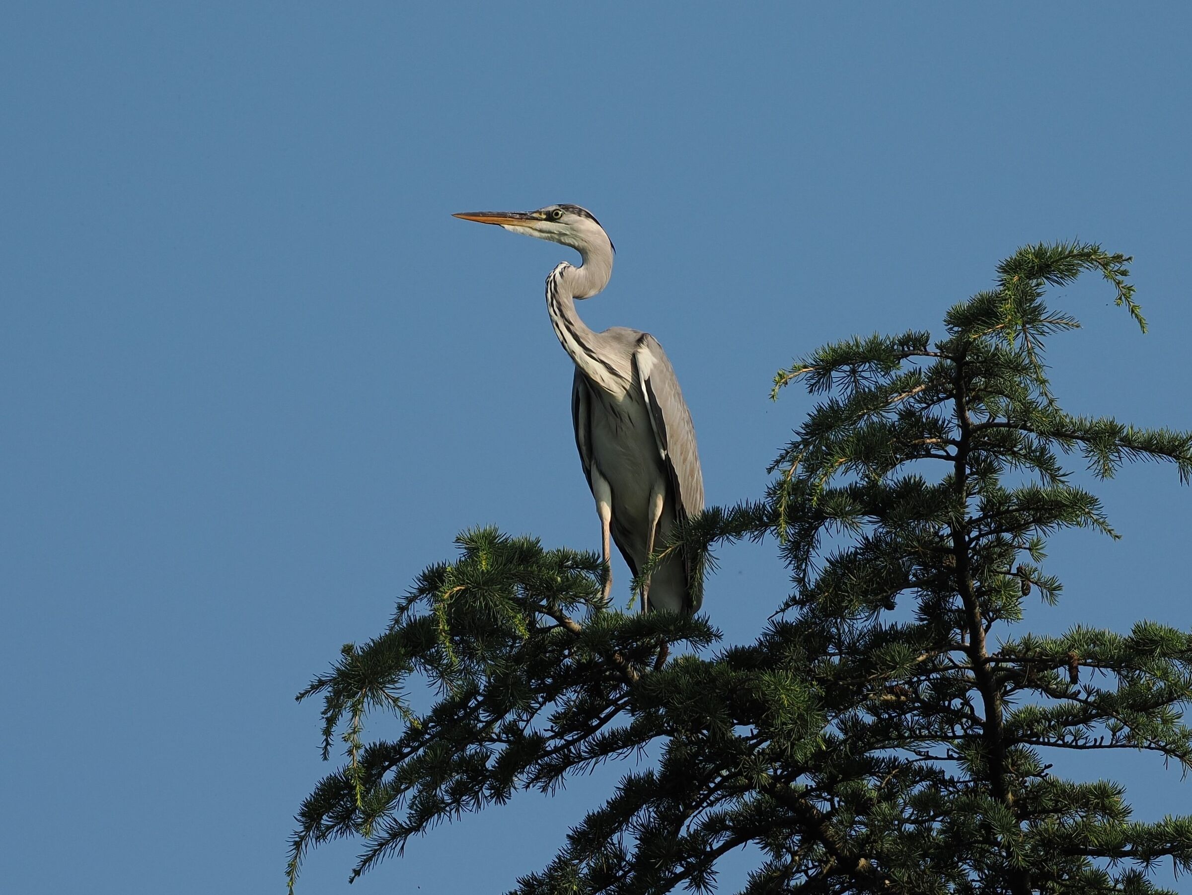 Grey heron