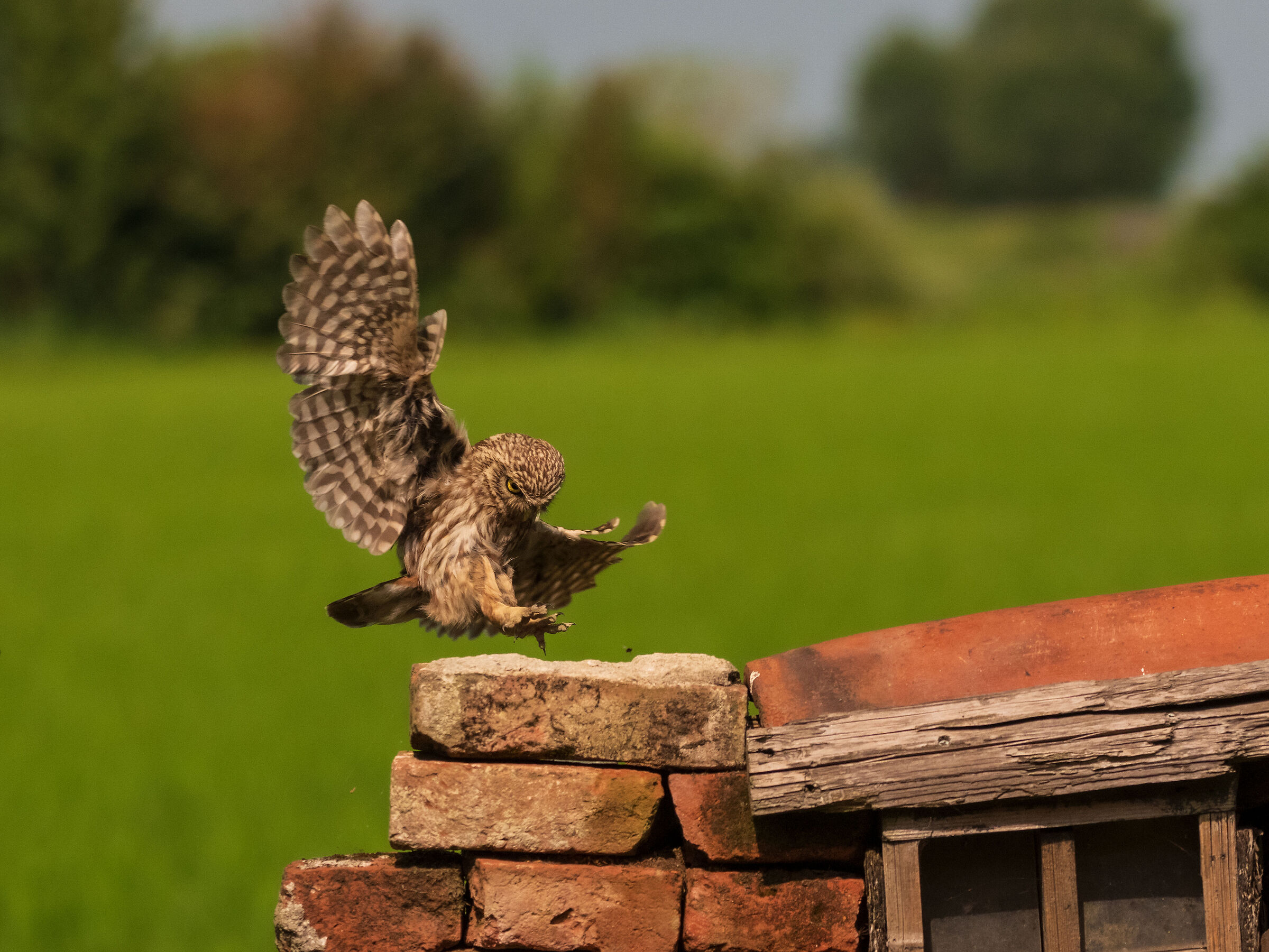 owl landing