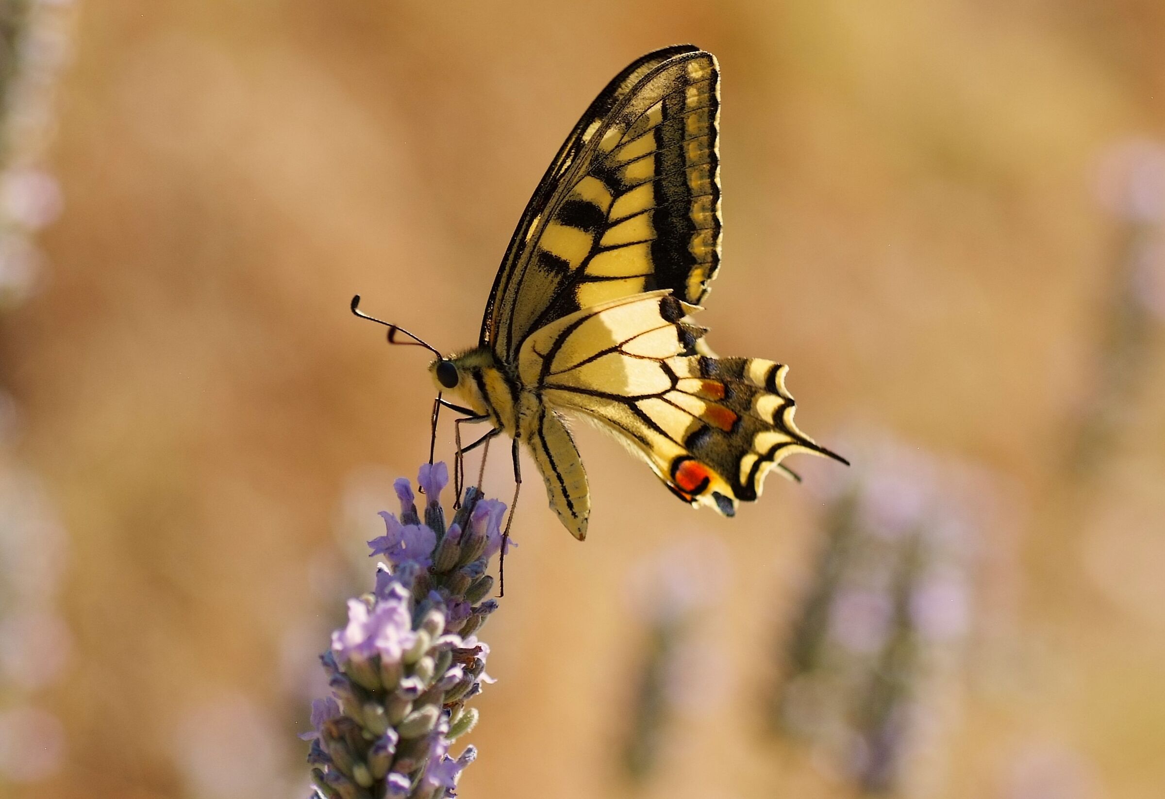 butterfly