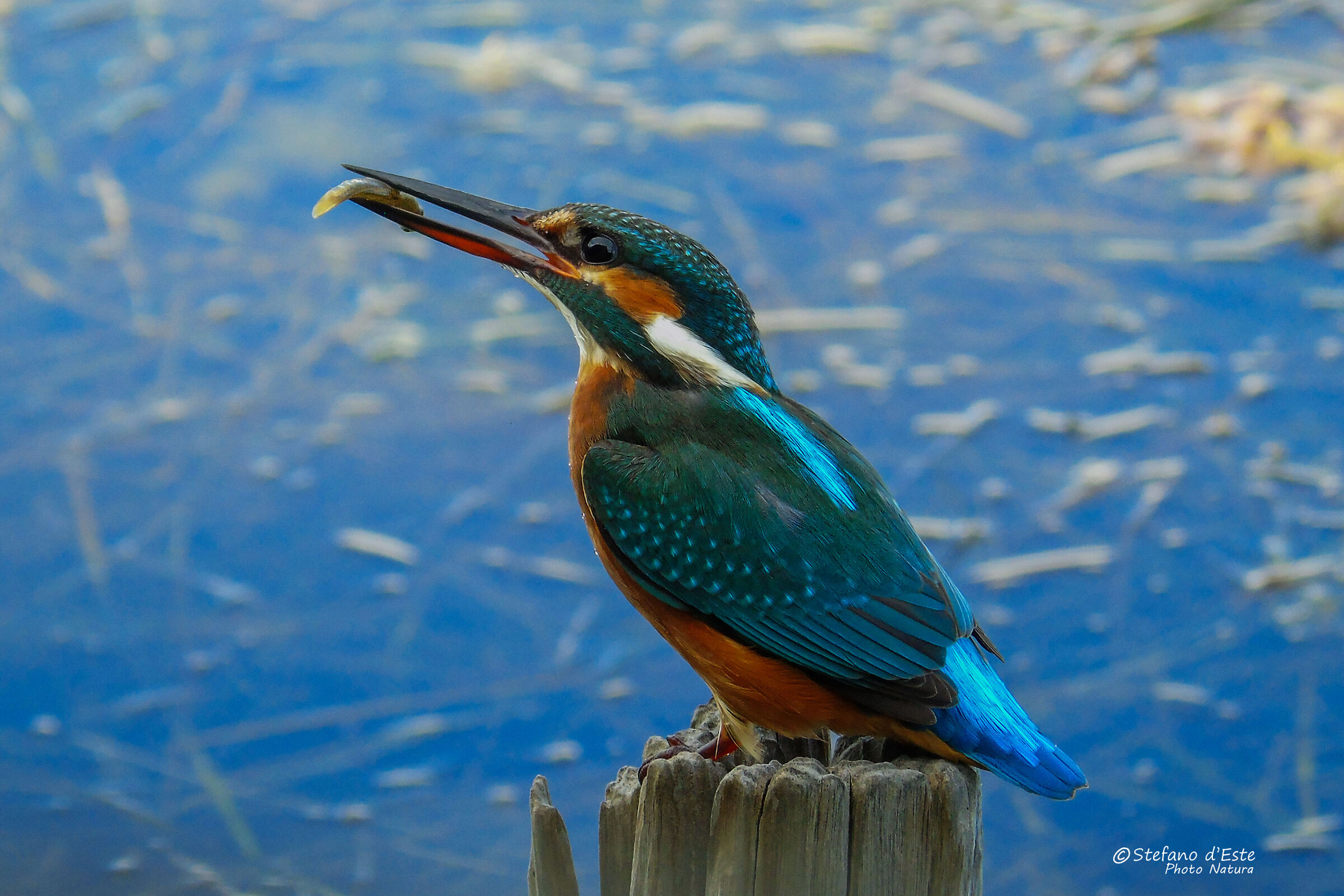 Kingfisher