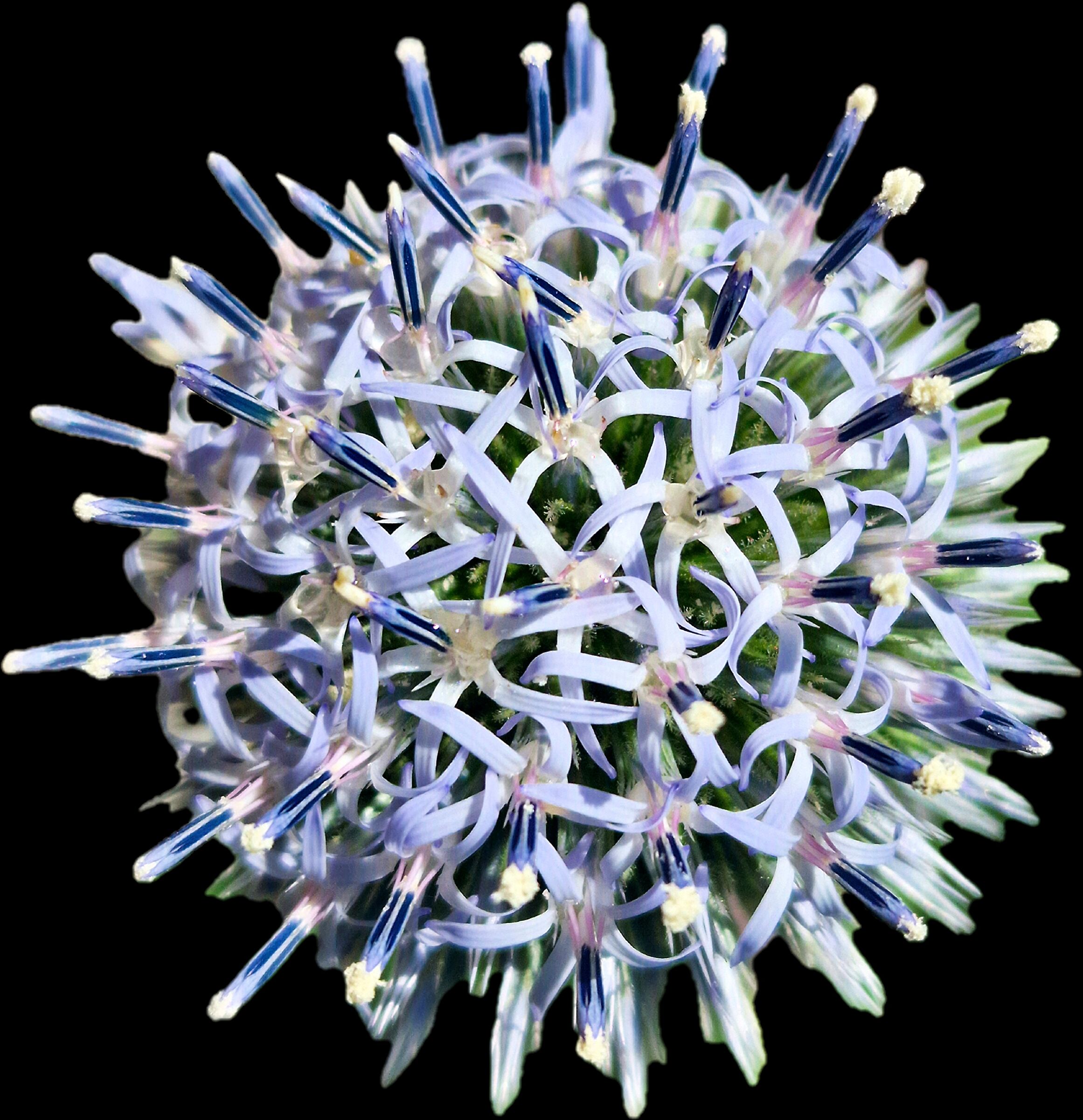 Echinops sphaerocephalus 'Artic Glow'