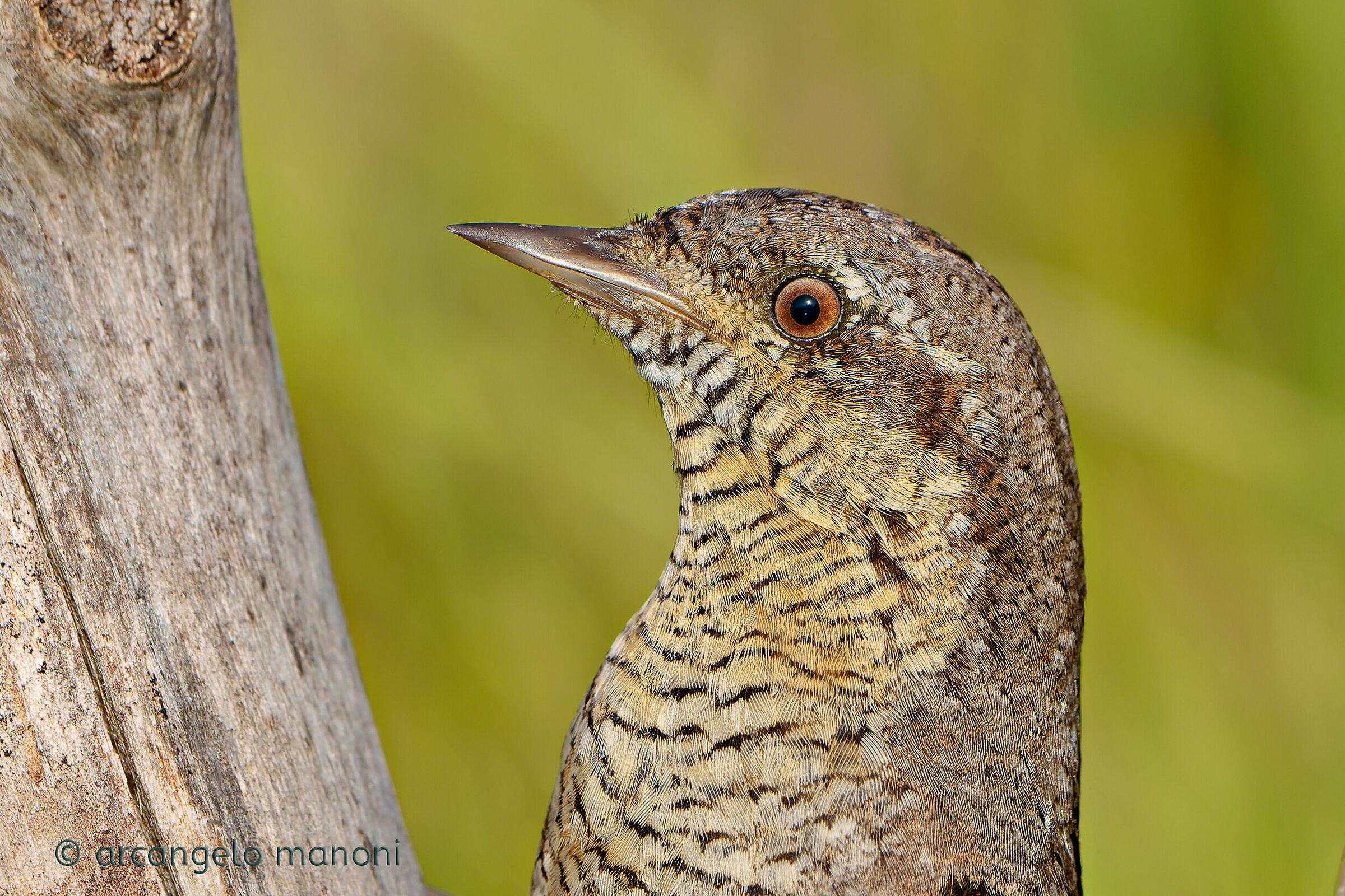 Il torcicollo da vicino