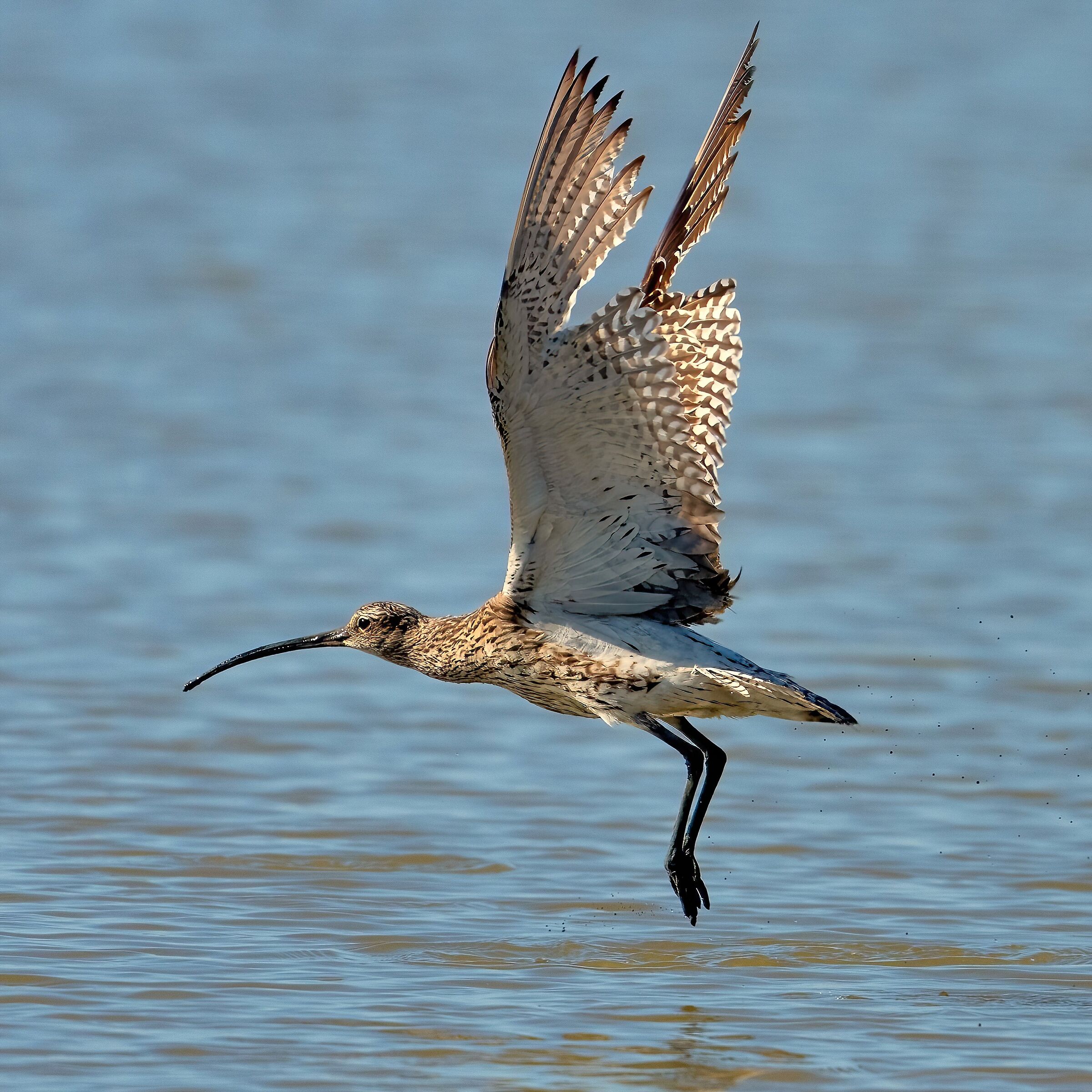 Curlew (Numenius arquata)