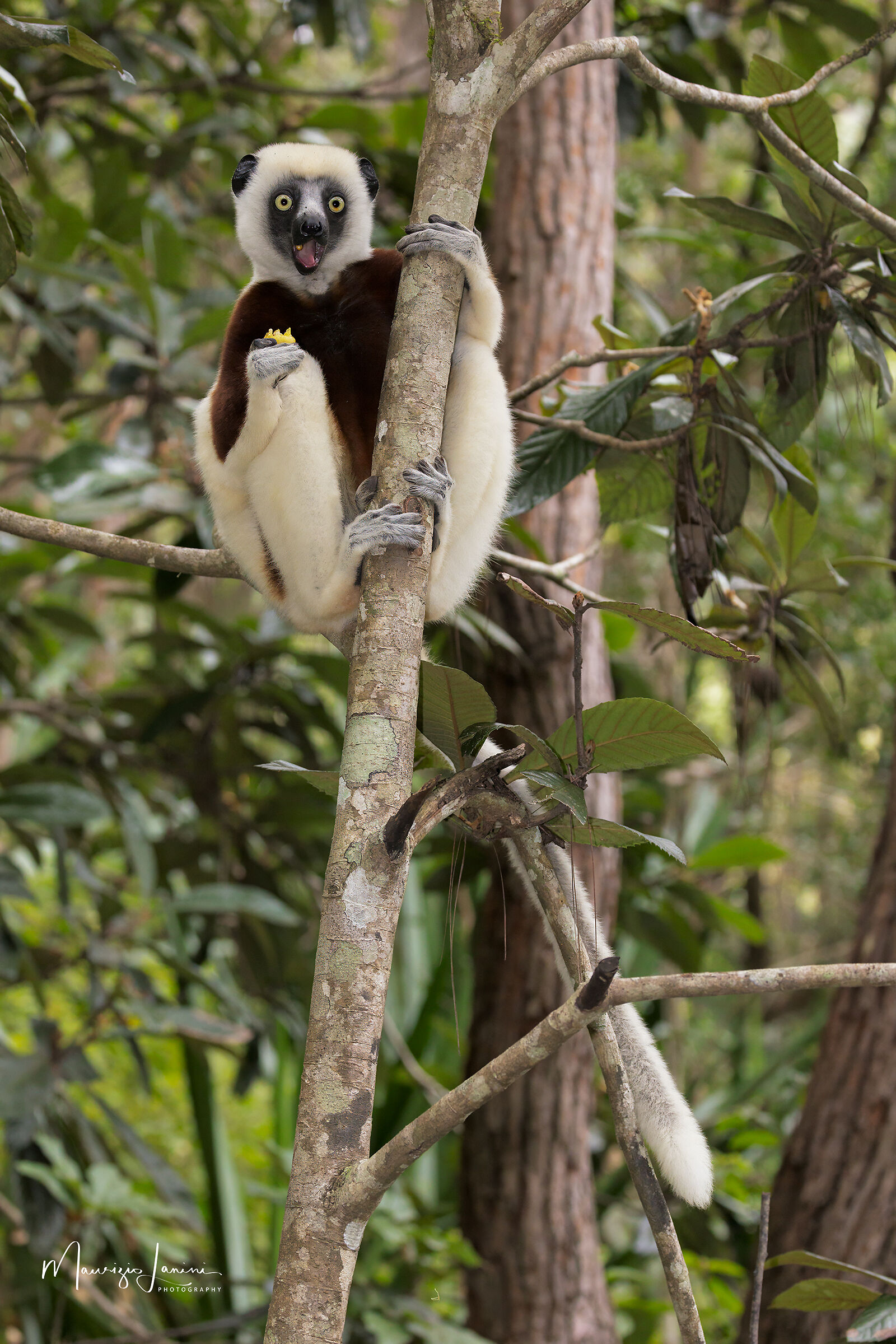 Sifaka di Coquerel