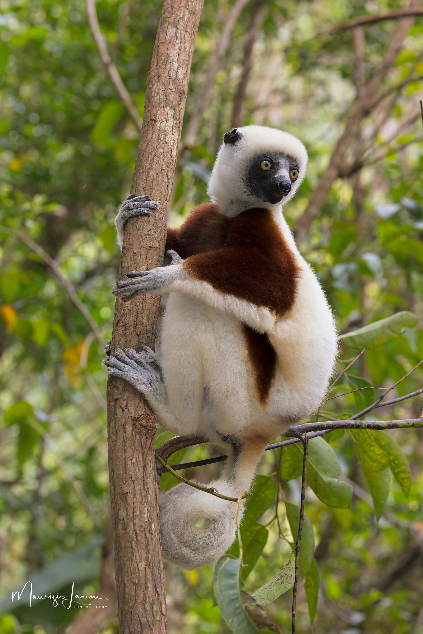 Sifaka di Coquerel