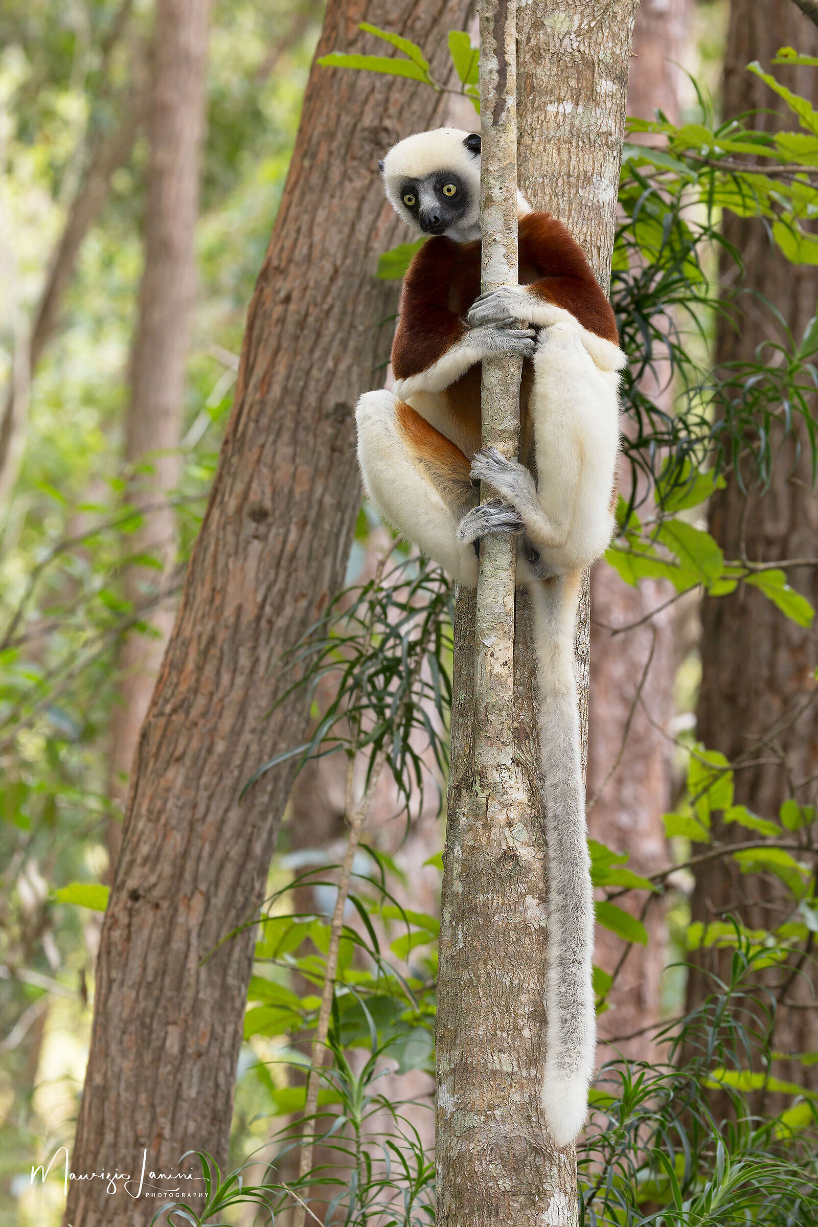 Sifaka di Coquerel