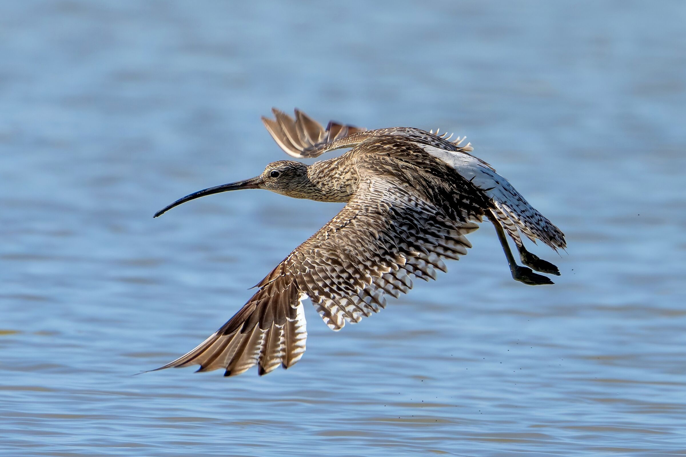Chiurlo (Numenius arquata)