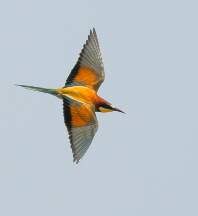 Bee-eater
