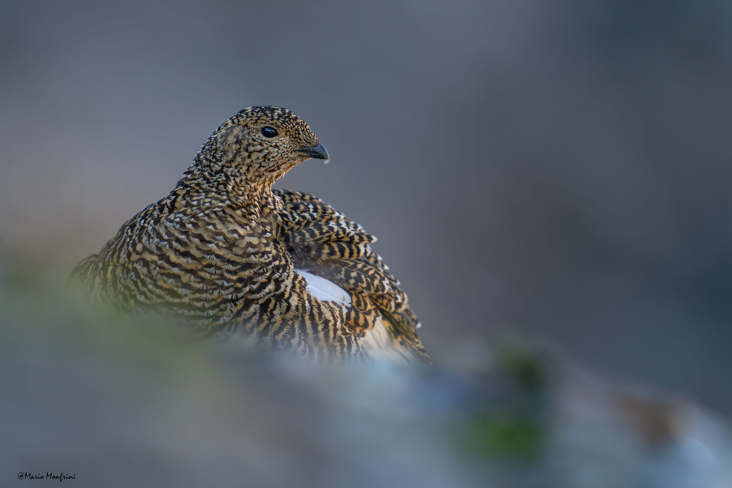 The queen of high altitudes