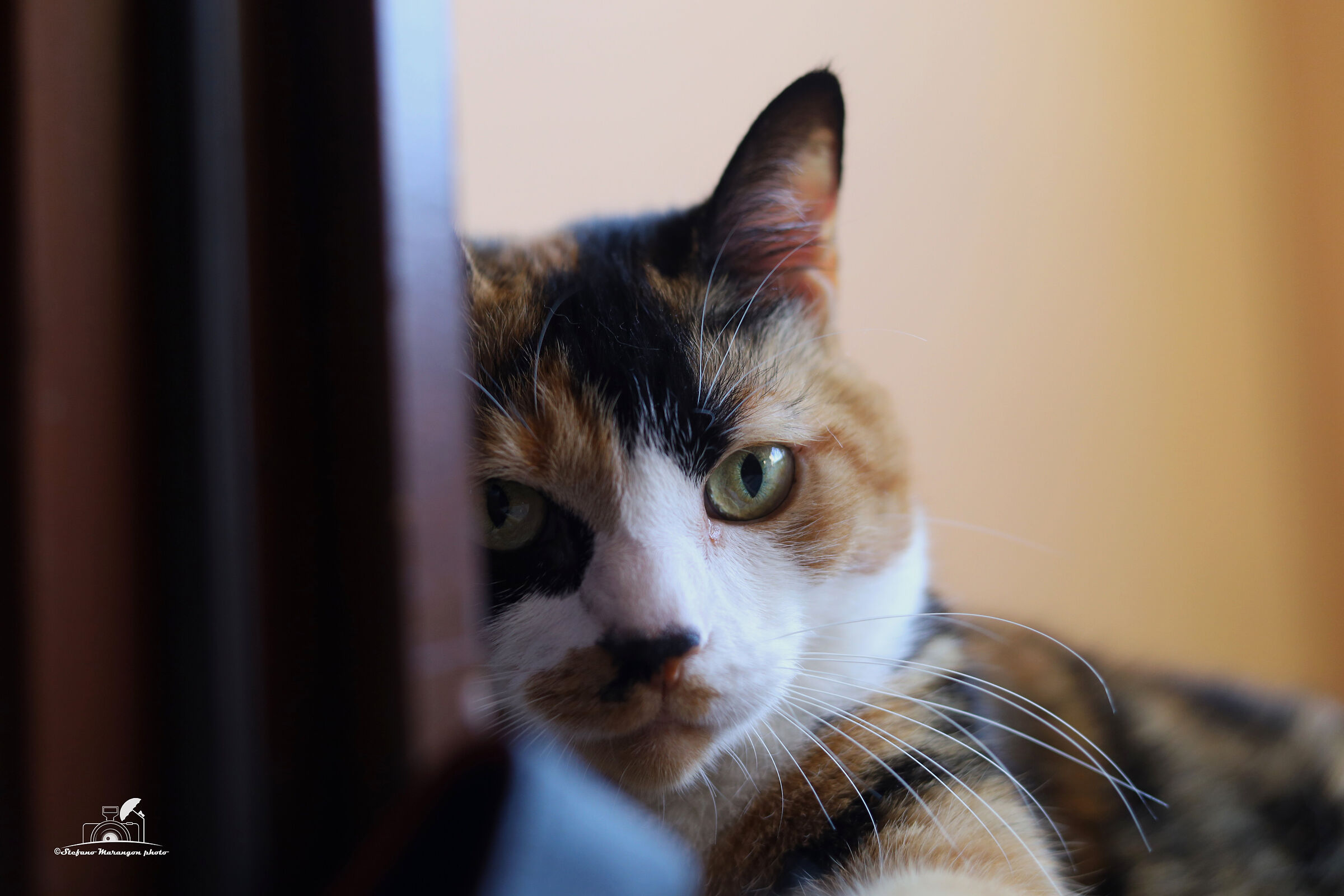 Zoe spiona2