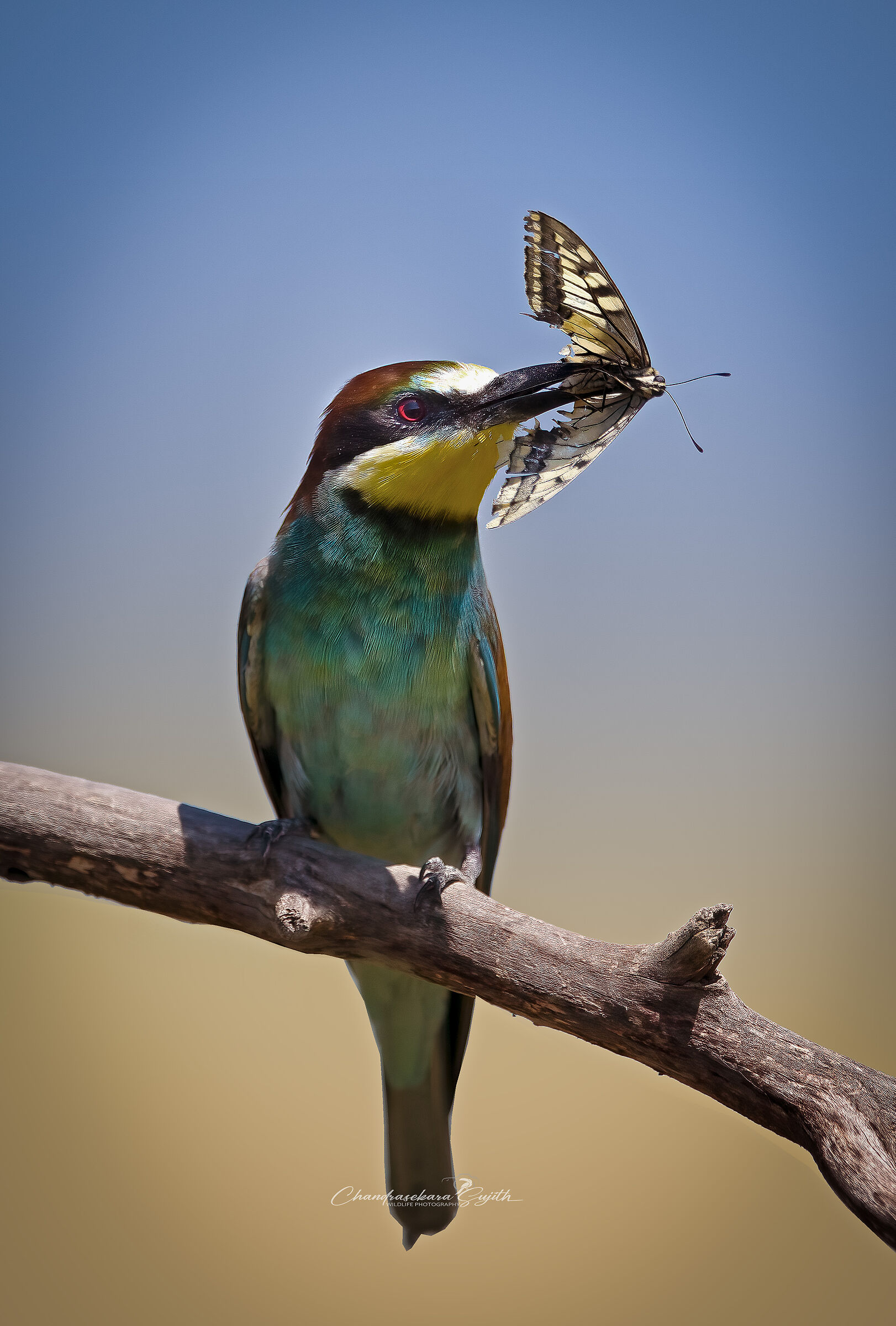 bee-eater
