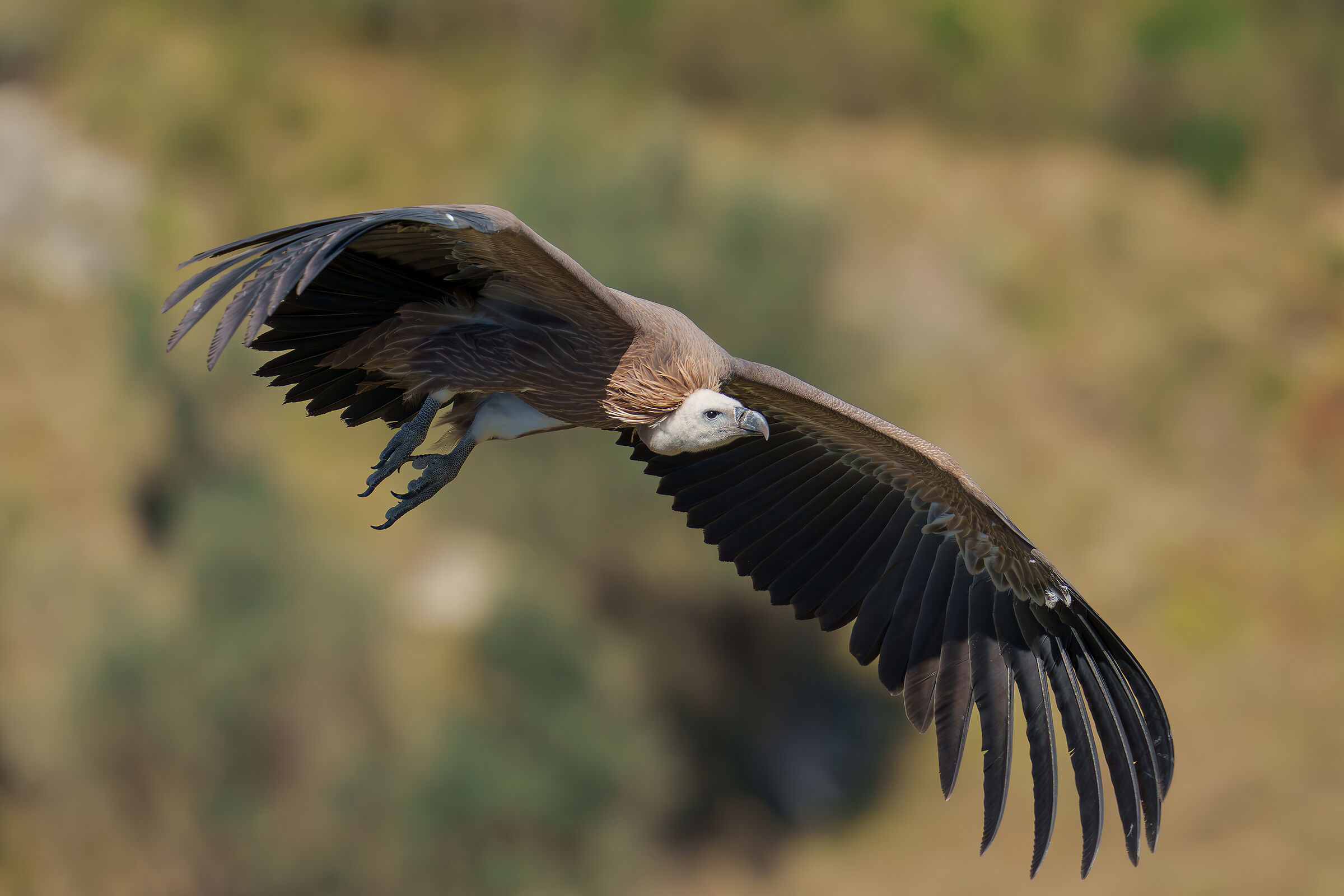 Griffin 2