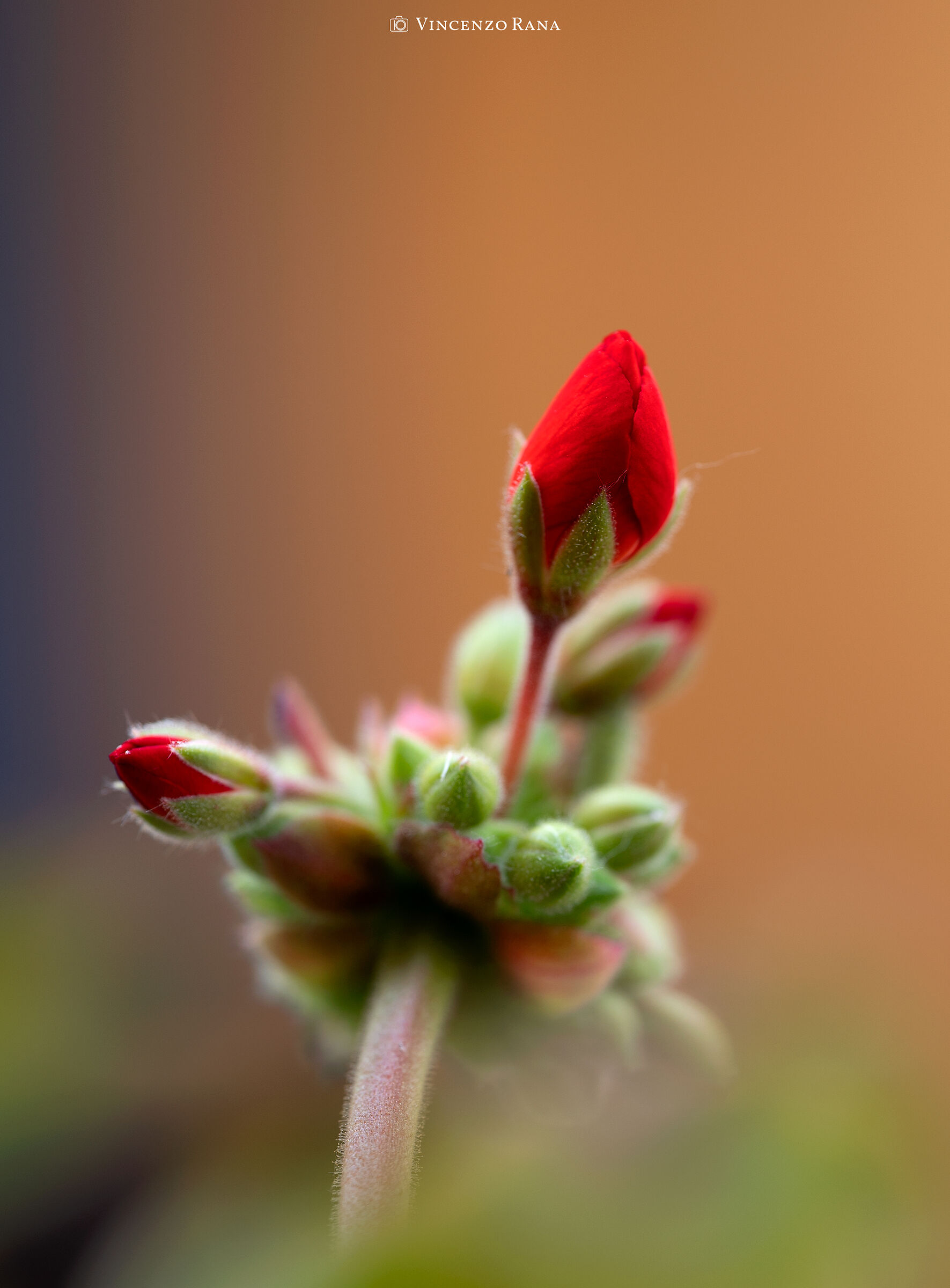 Zonal Geranium