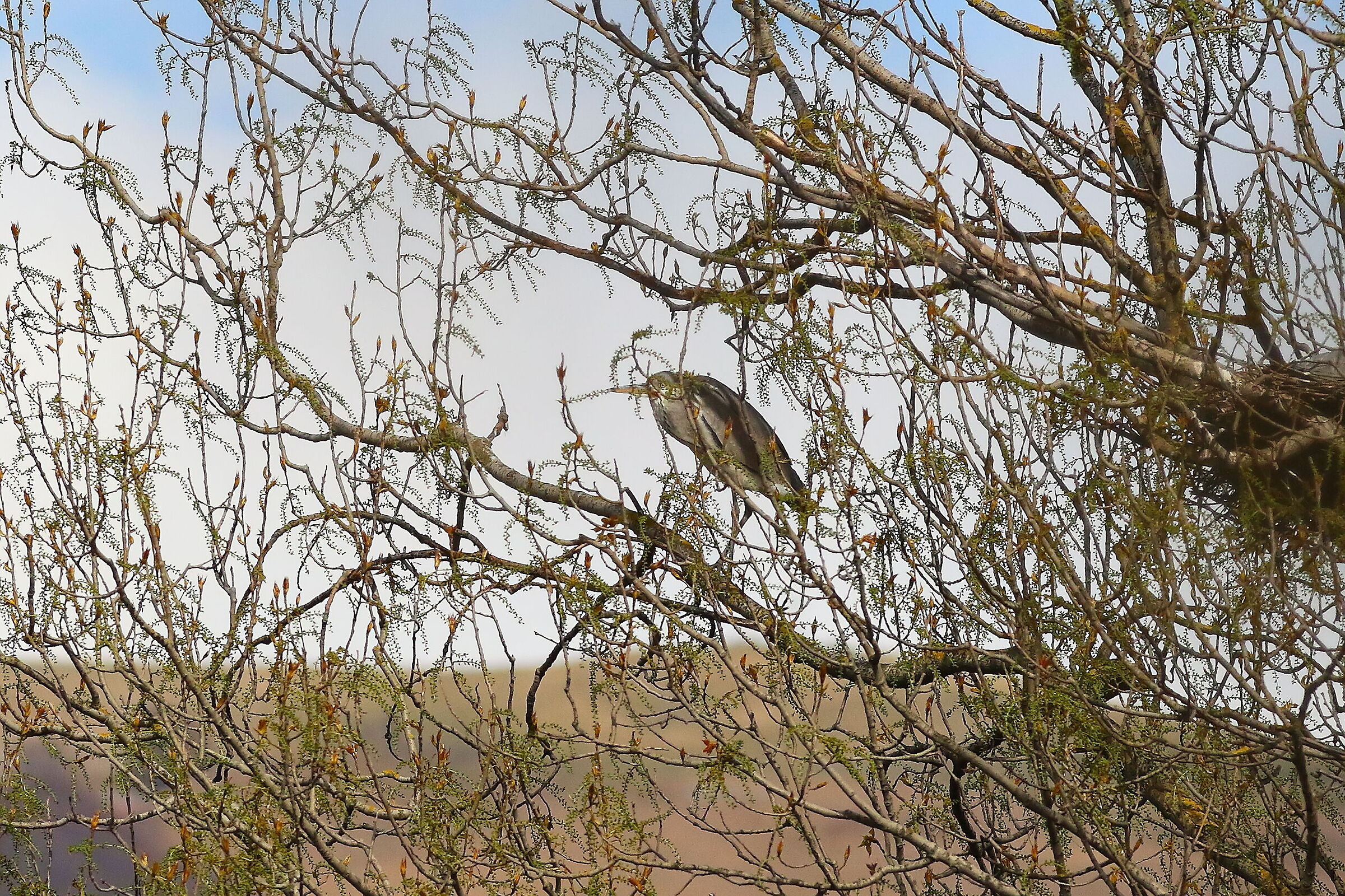 Cenerino 24 marzo 2024 - 7370