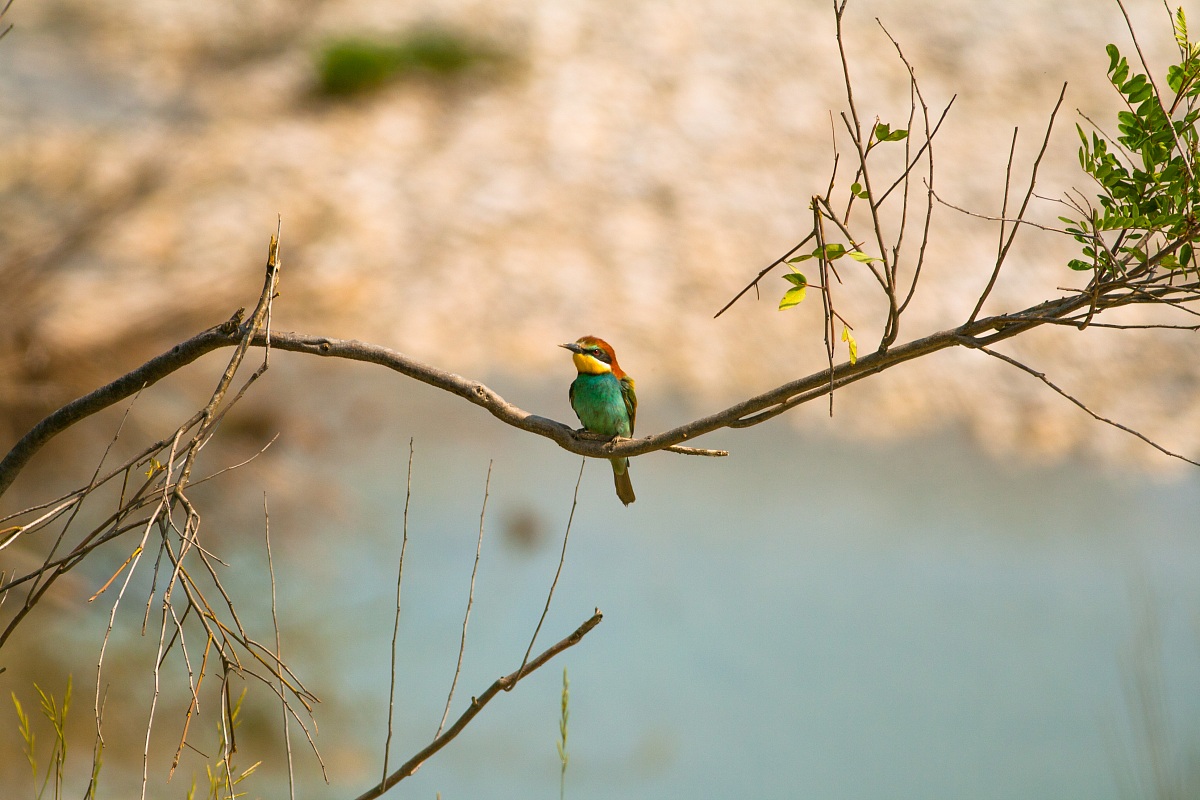 Bee-eater