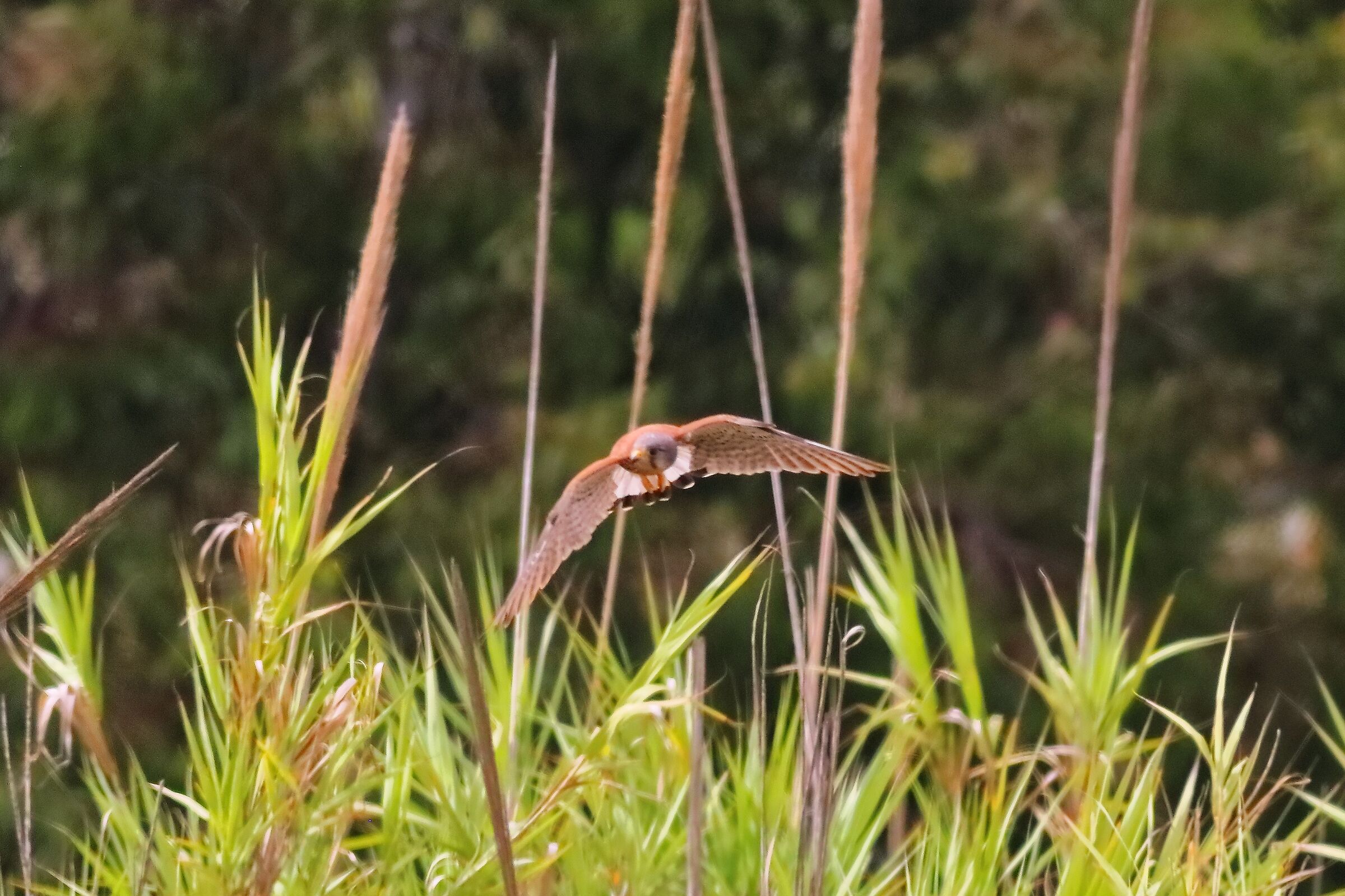 Gheppio 18-06-2024 - 0377