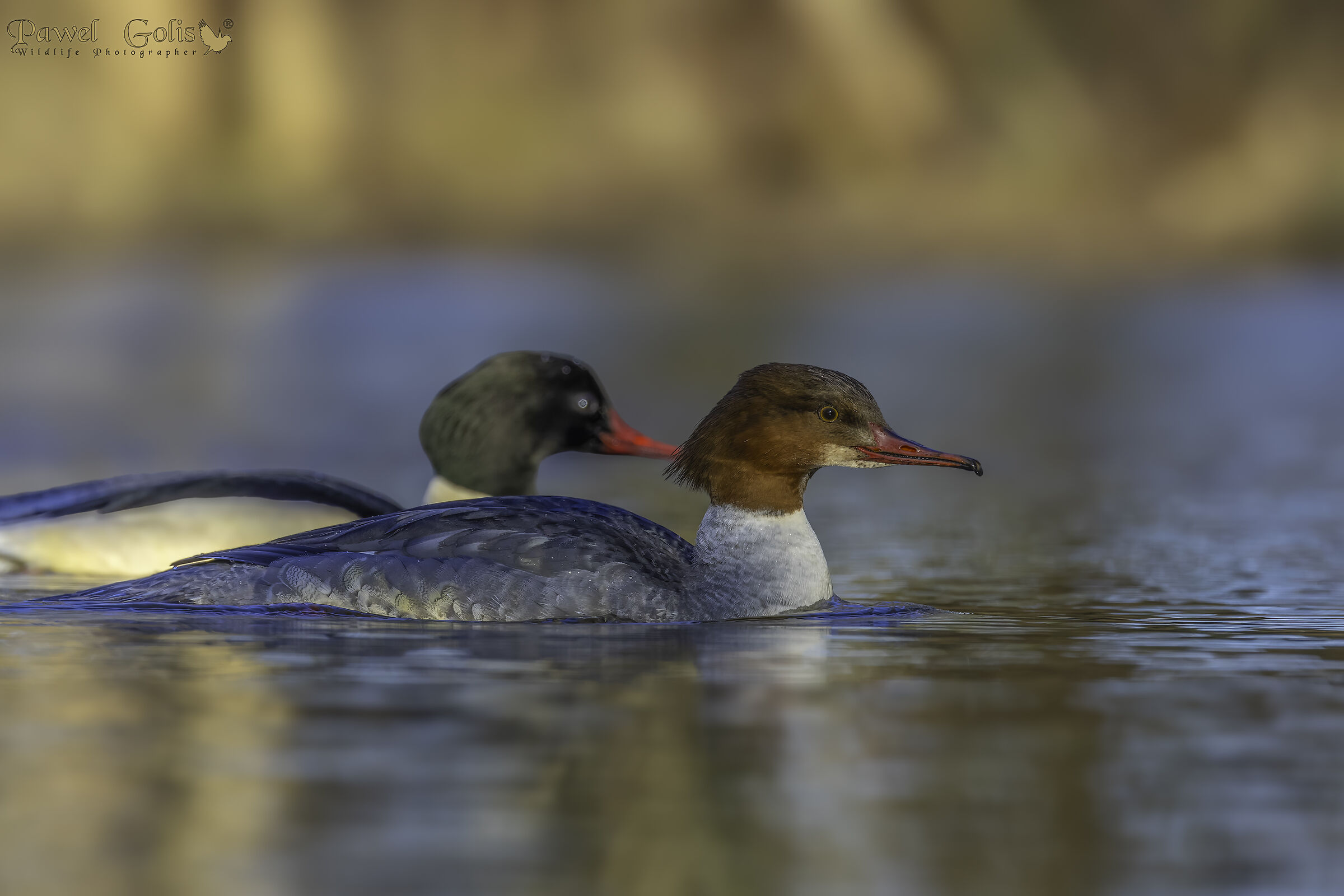 Mergus merganser (Smergo comune)