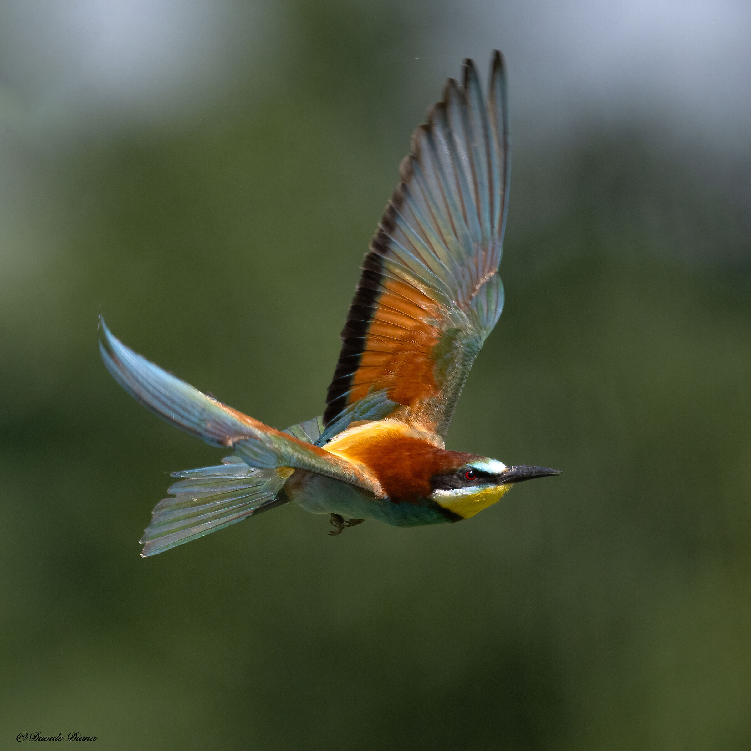 Bee-eater