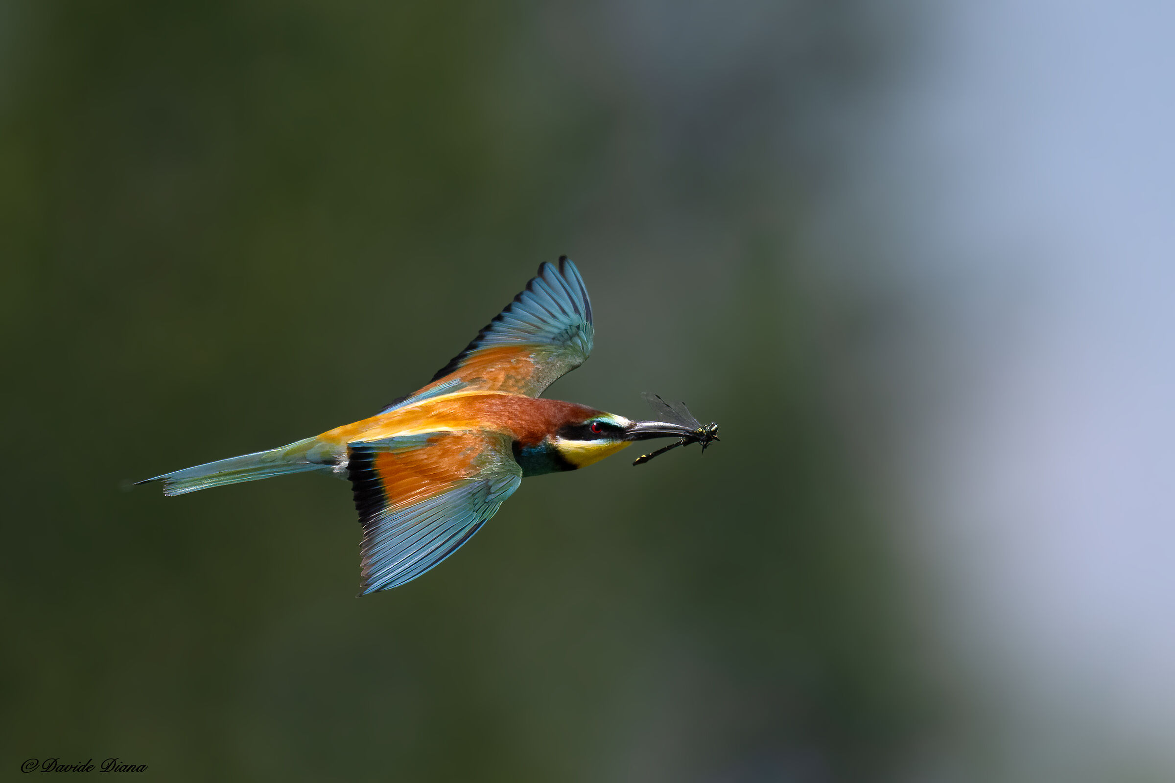 Bee-eater