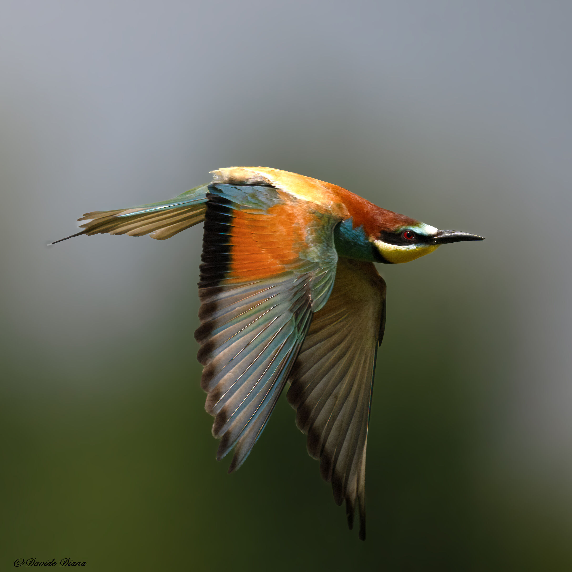 Bee-eater
