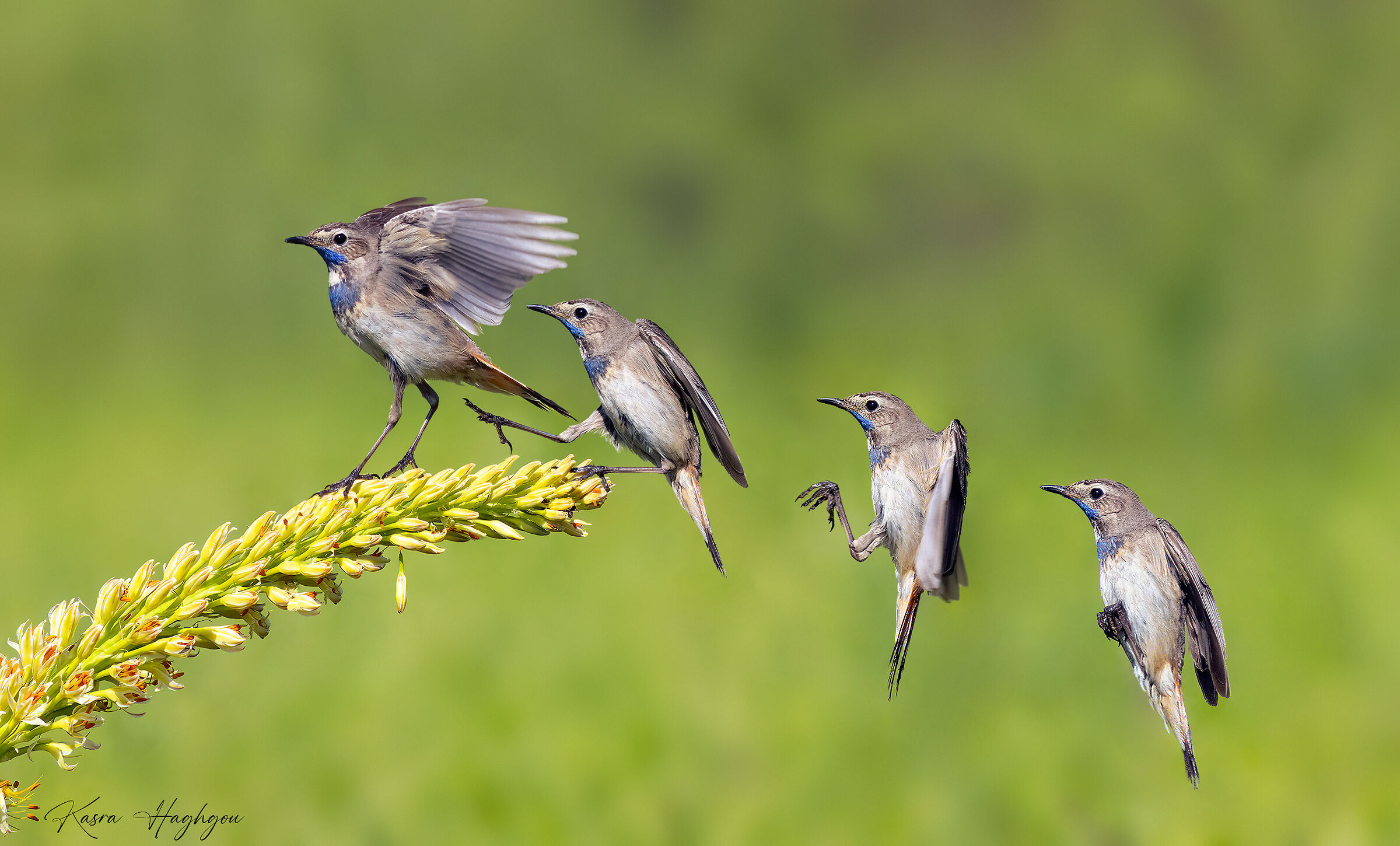 Bluethroat