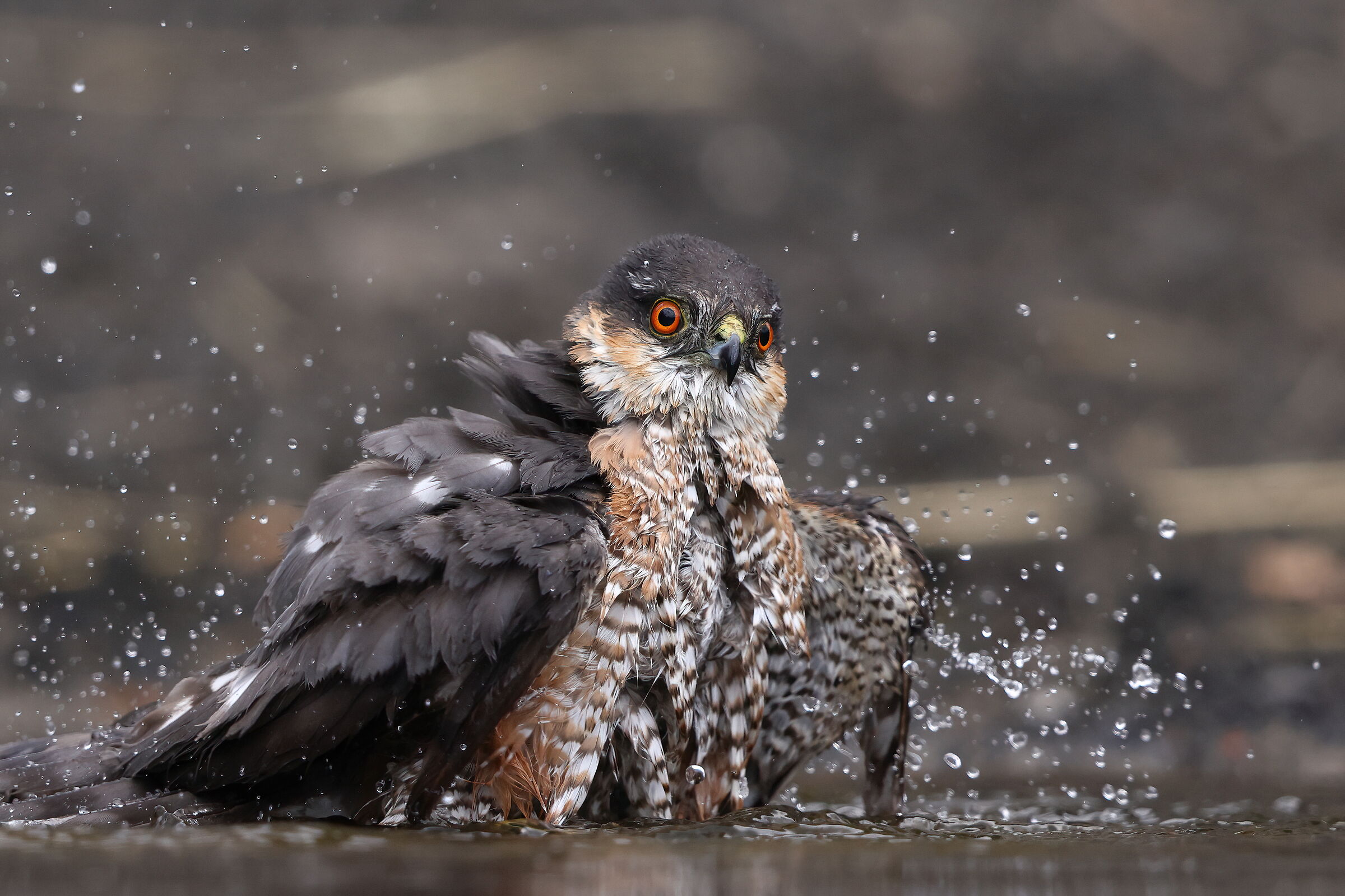 Sparrowhawk at the bathroom