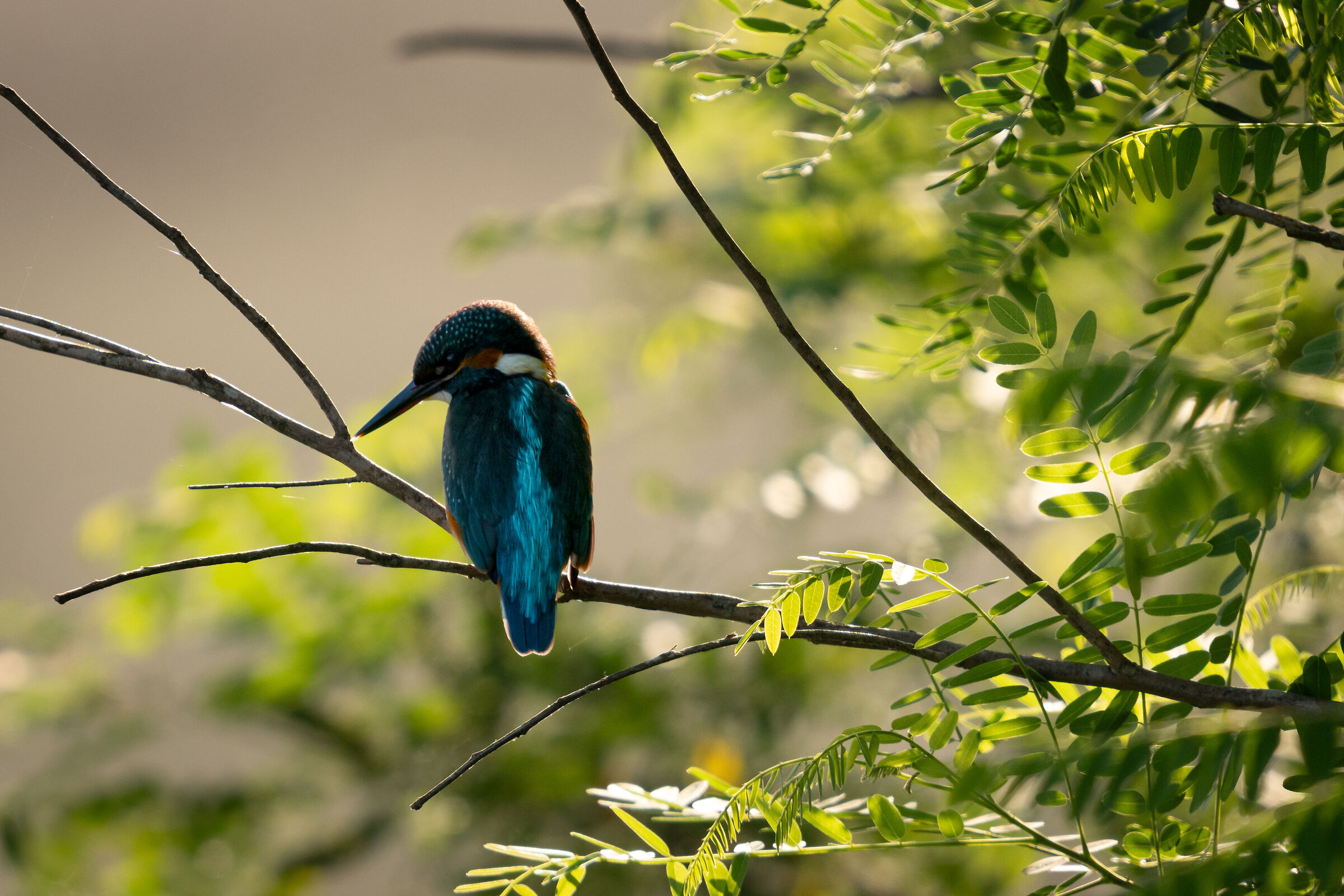 Kingfisher