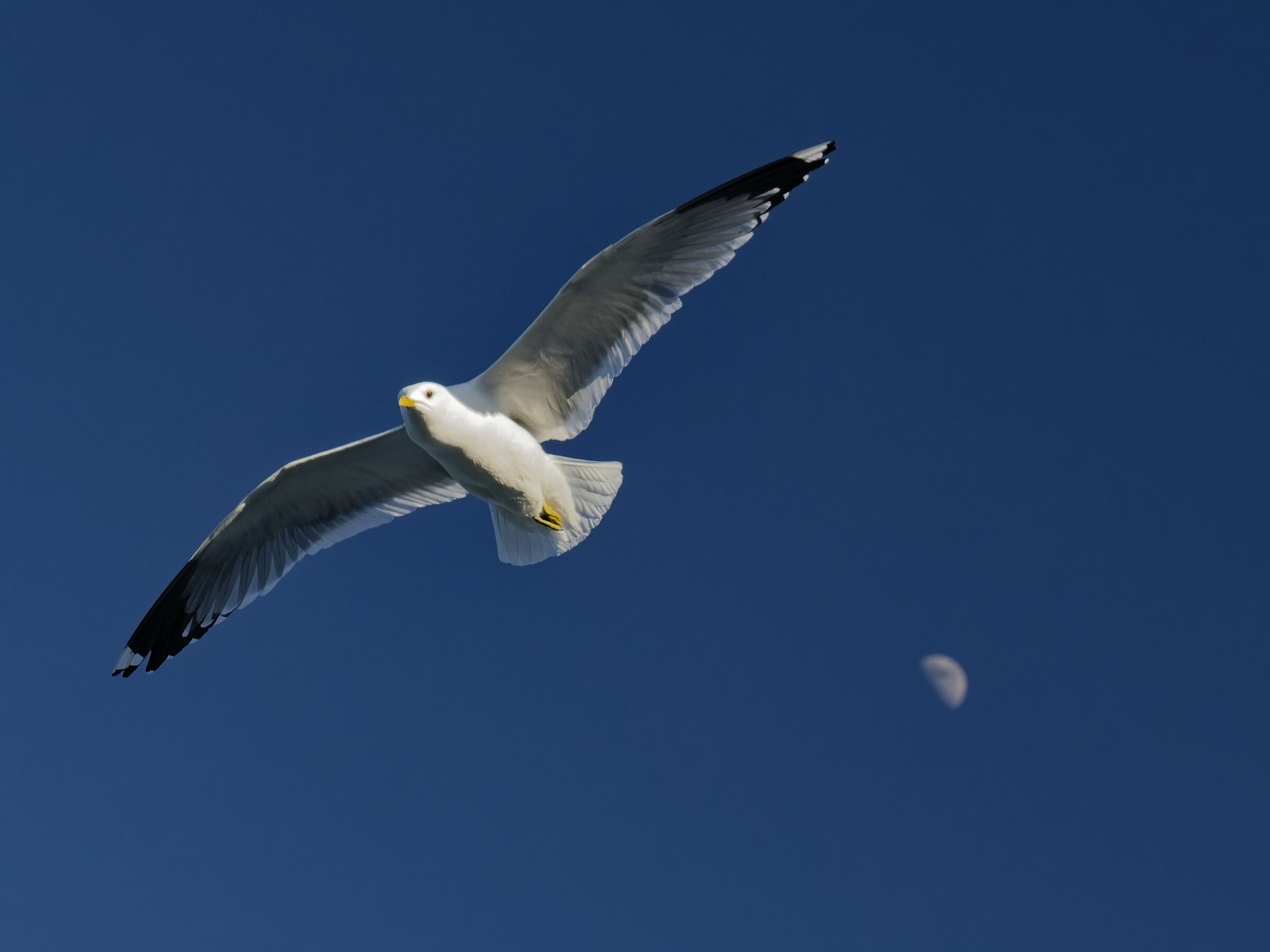 The seagull and the moon