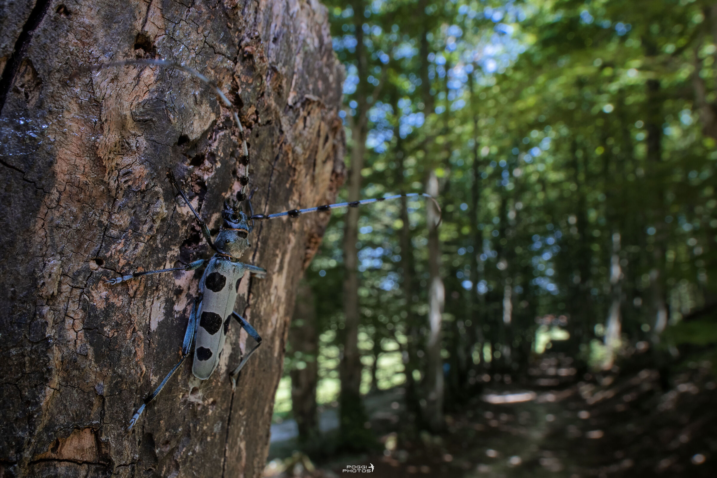 Rosalia alpina
