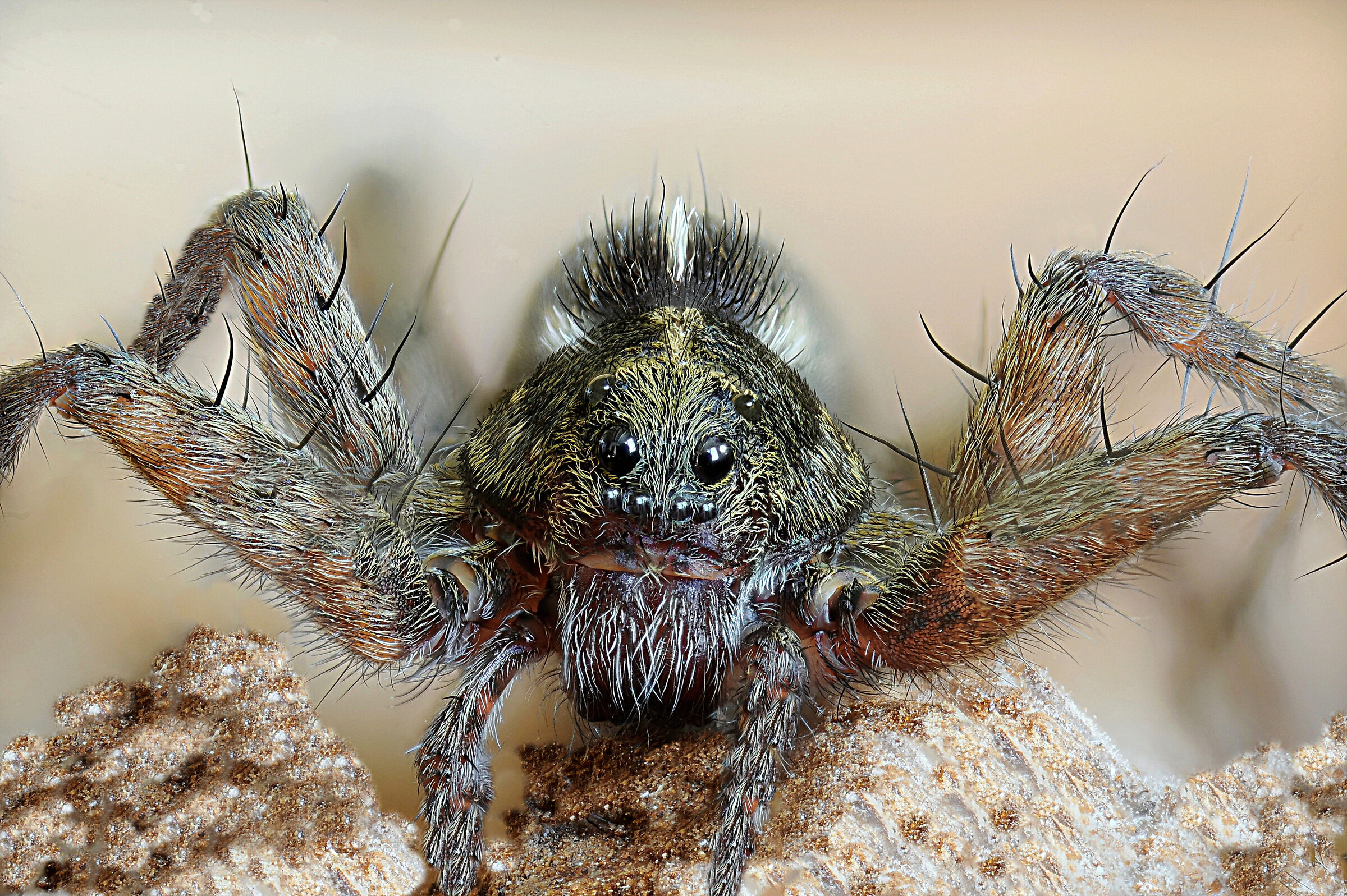 la fascinosa 'bruttezza' del Lycosidae