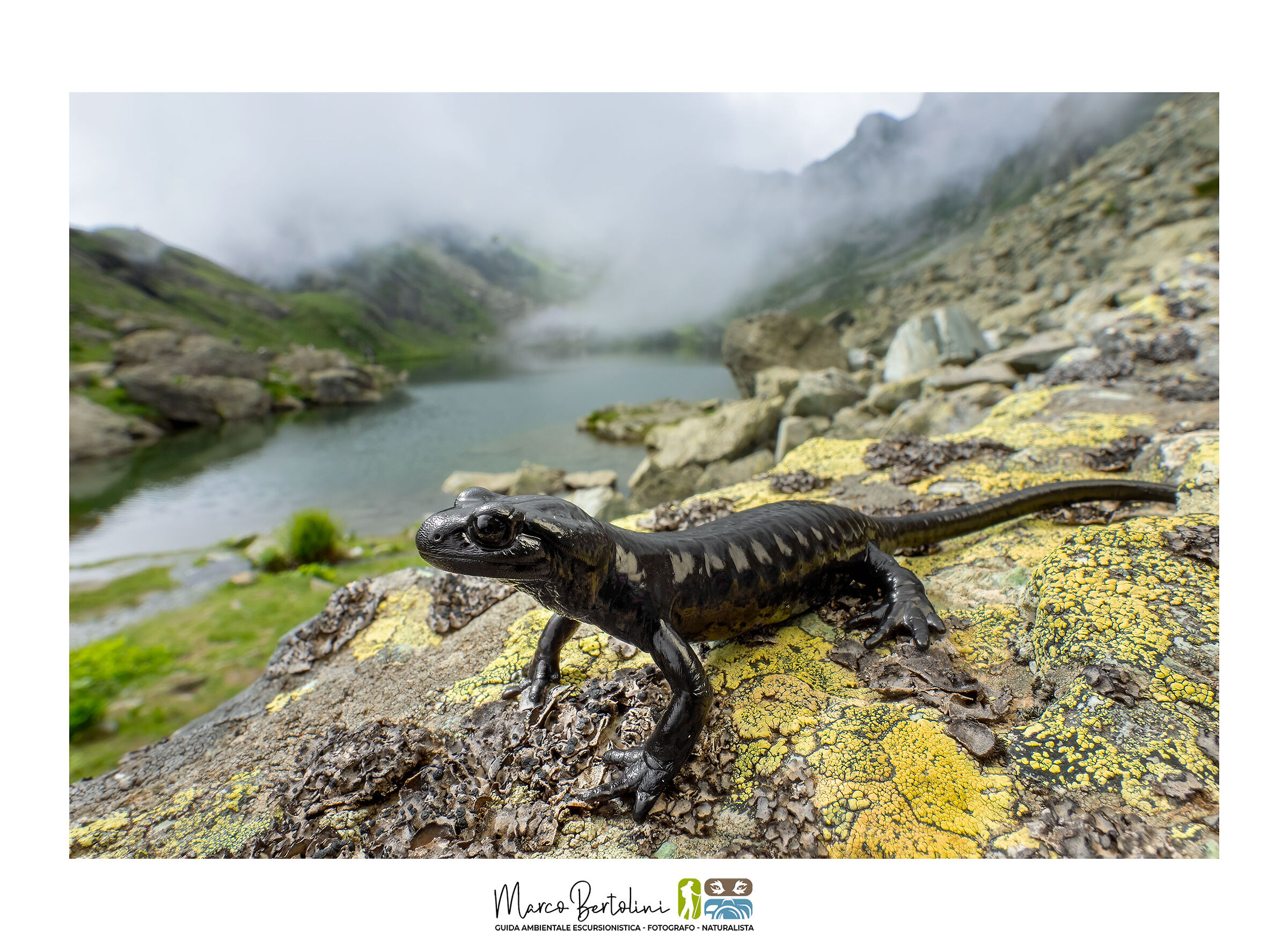La Salamandra del Monviso