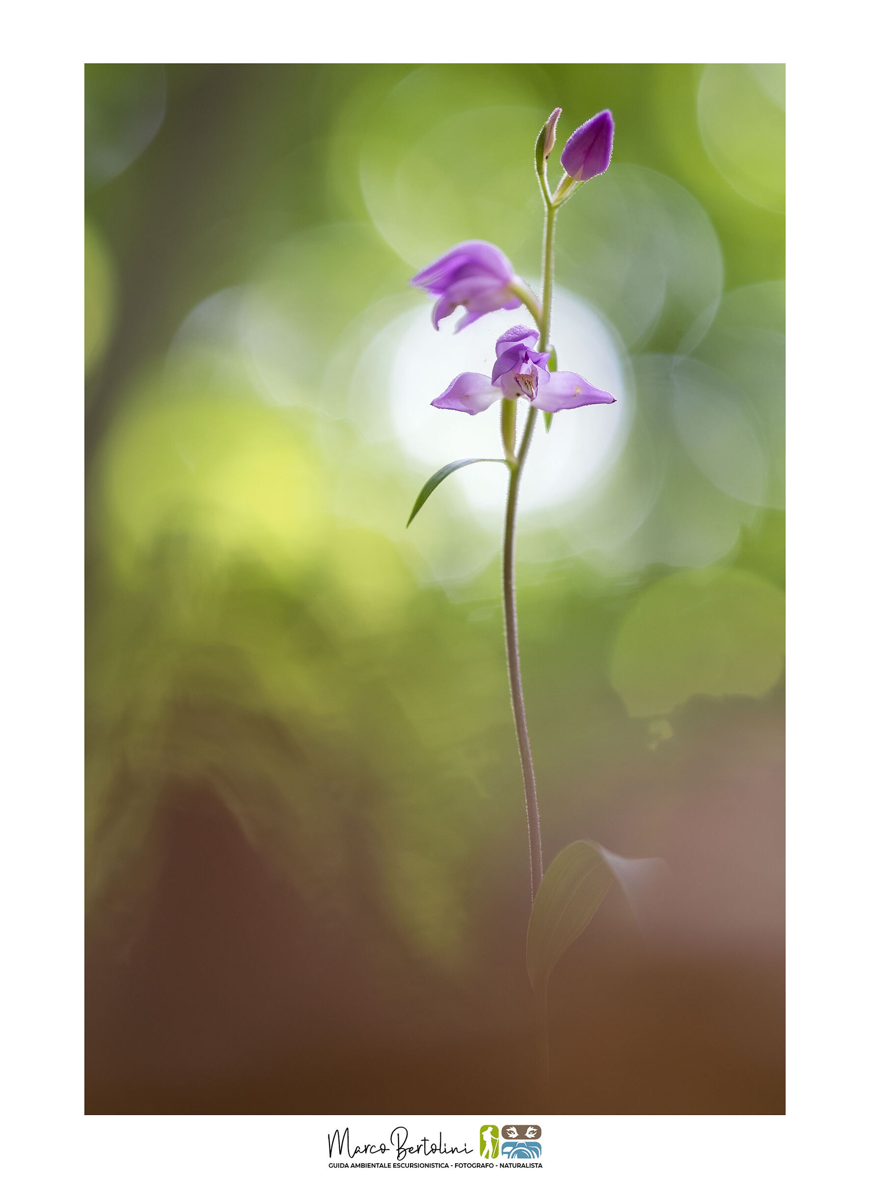 Sfumature di orchidea